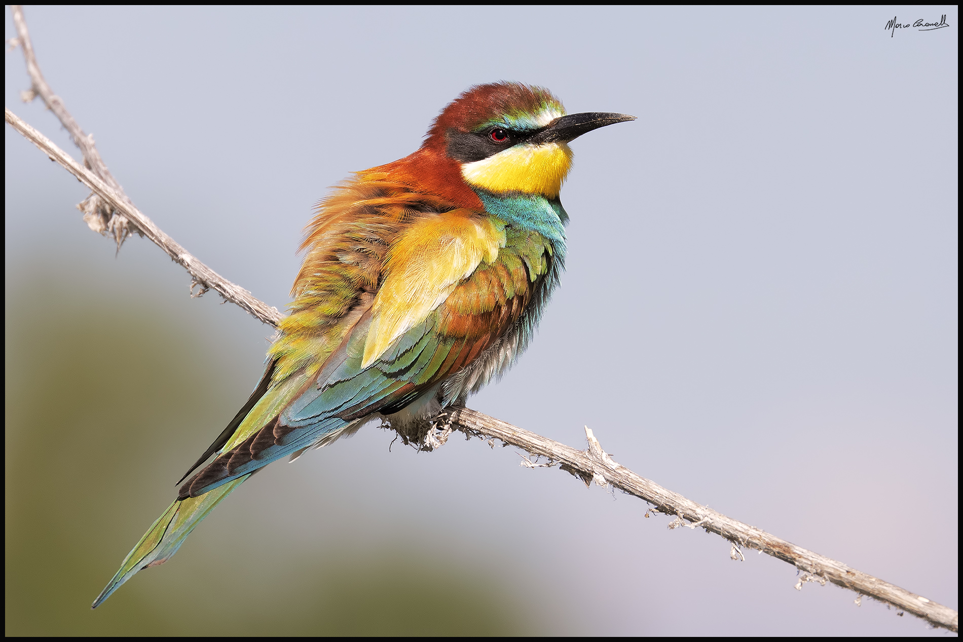 Bee-eater