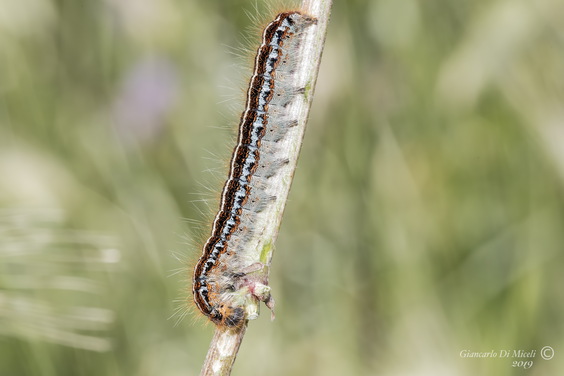 Bruco of Franconic Malacosoma