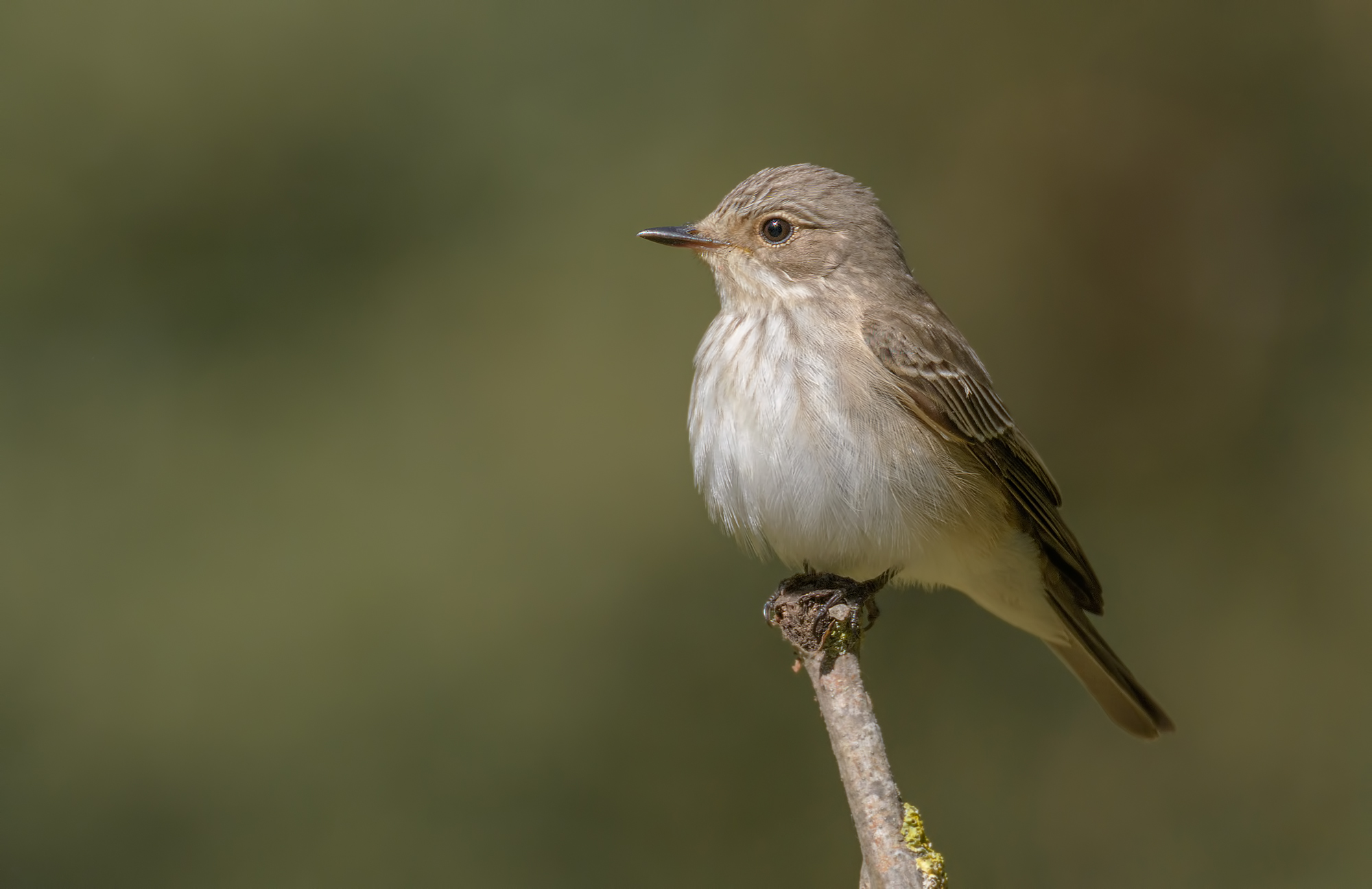 Pigliamosche-Montemarcello