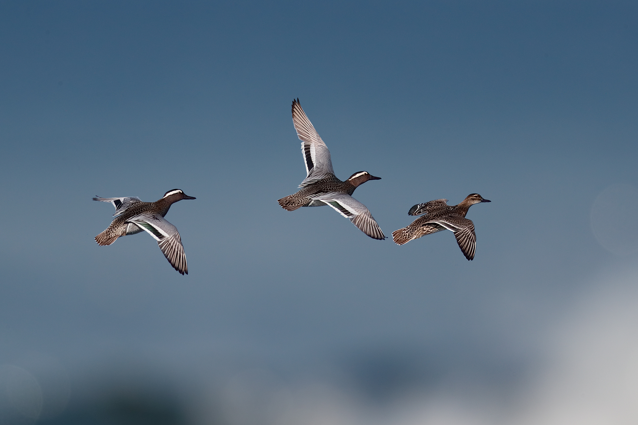 Marzaiole sul mare tempestoso