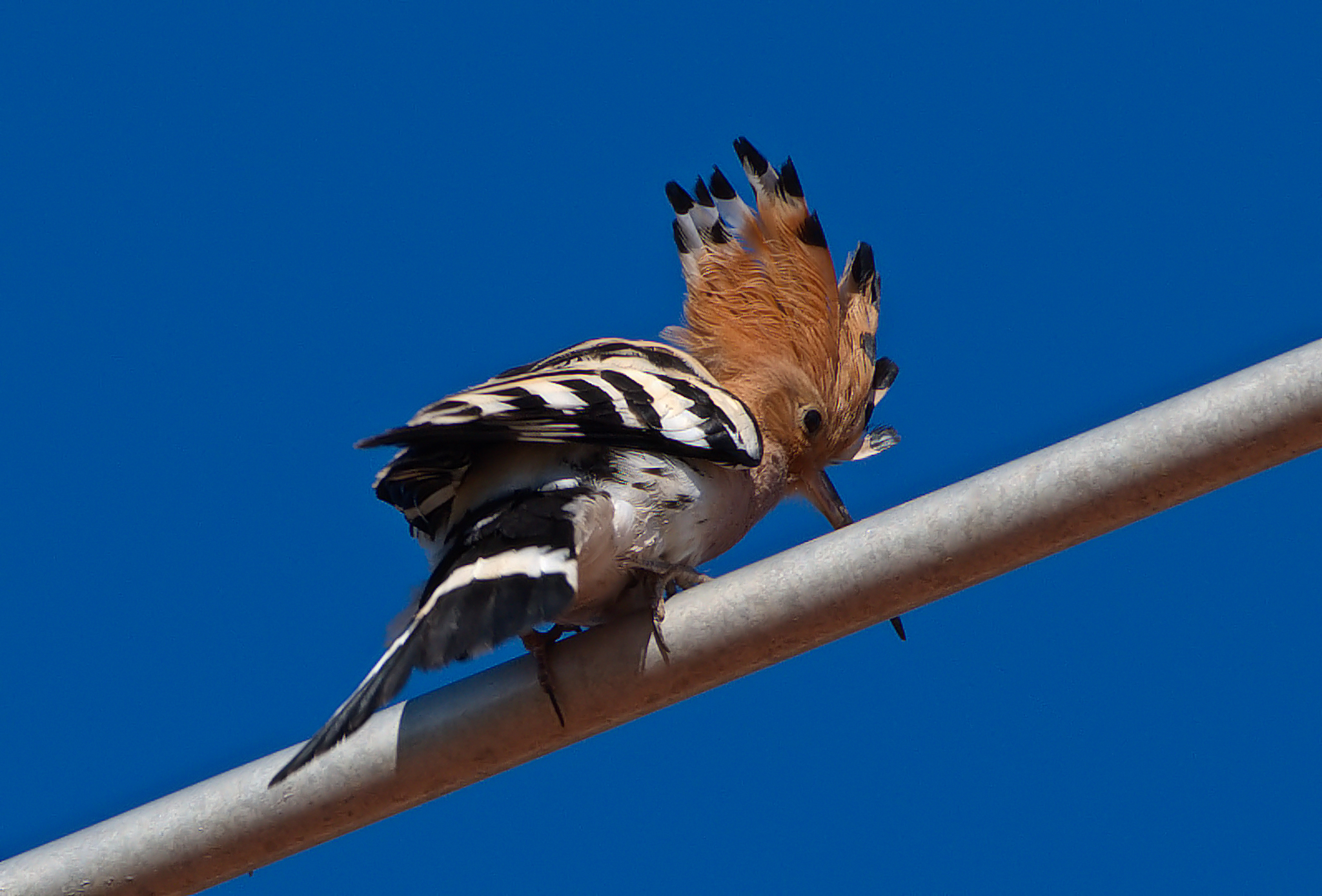 Hoopoe