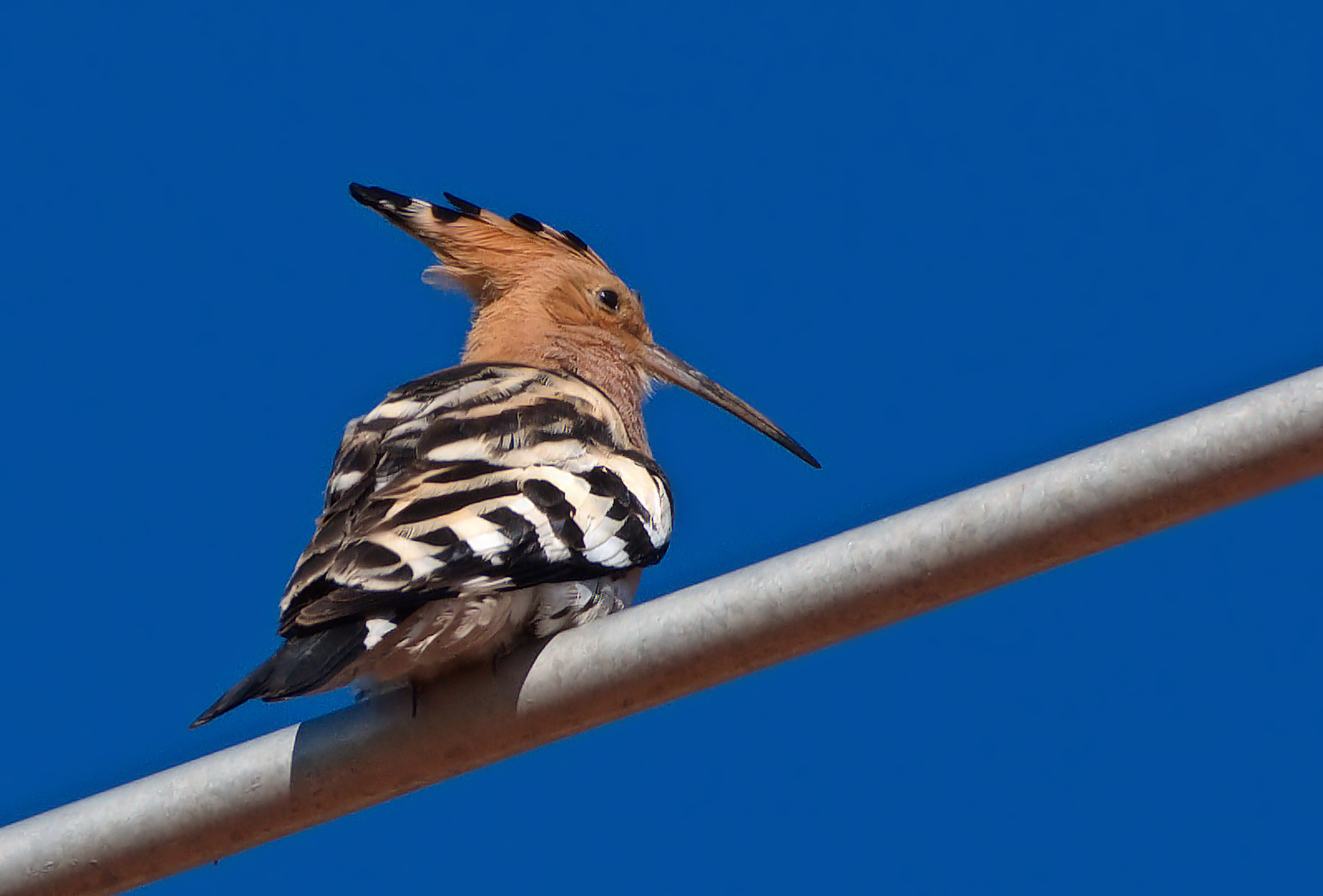 Hoopoe