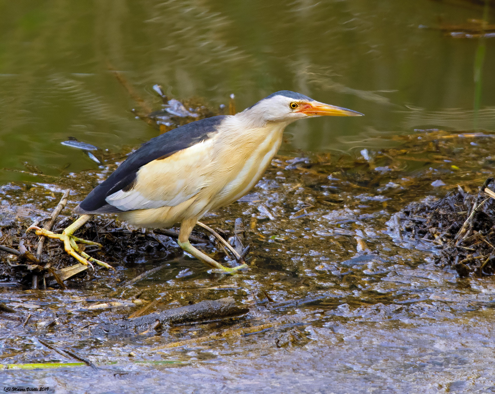 Bittern (Ixobrychus minutus)