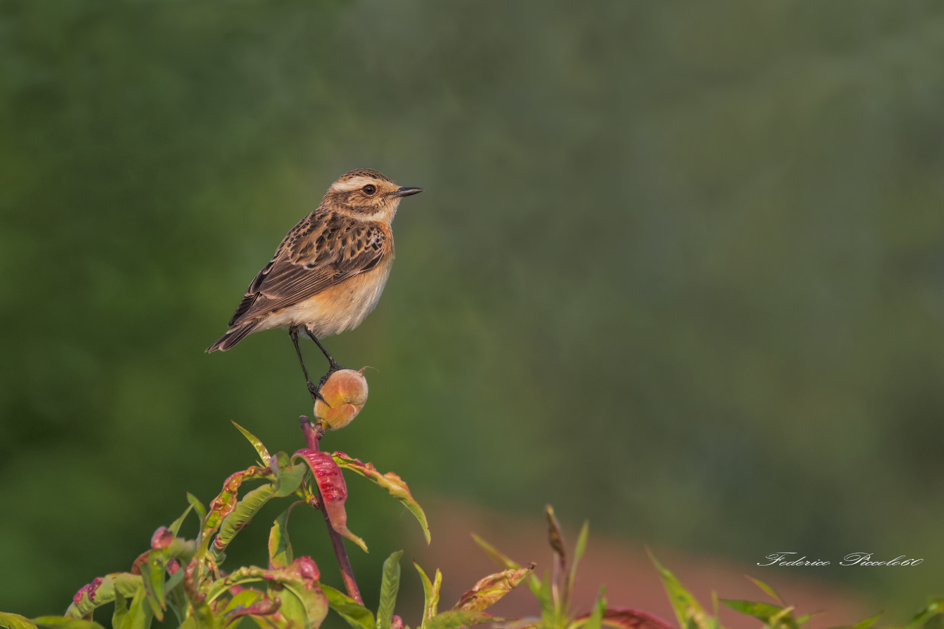 Whinchat