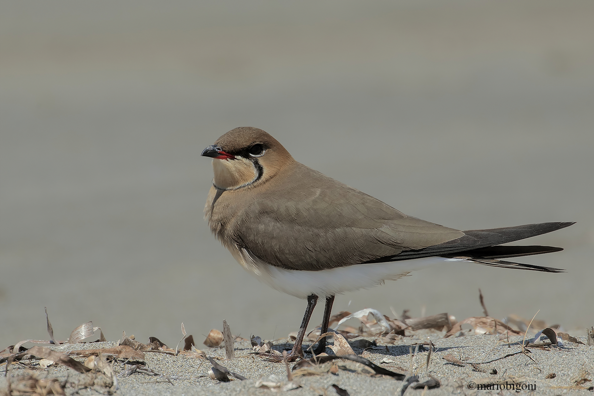 Partridge of the Sea