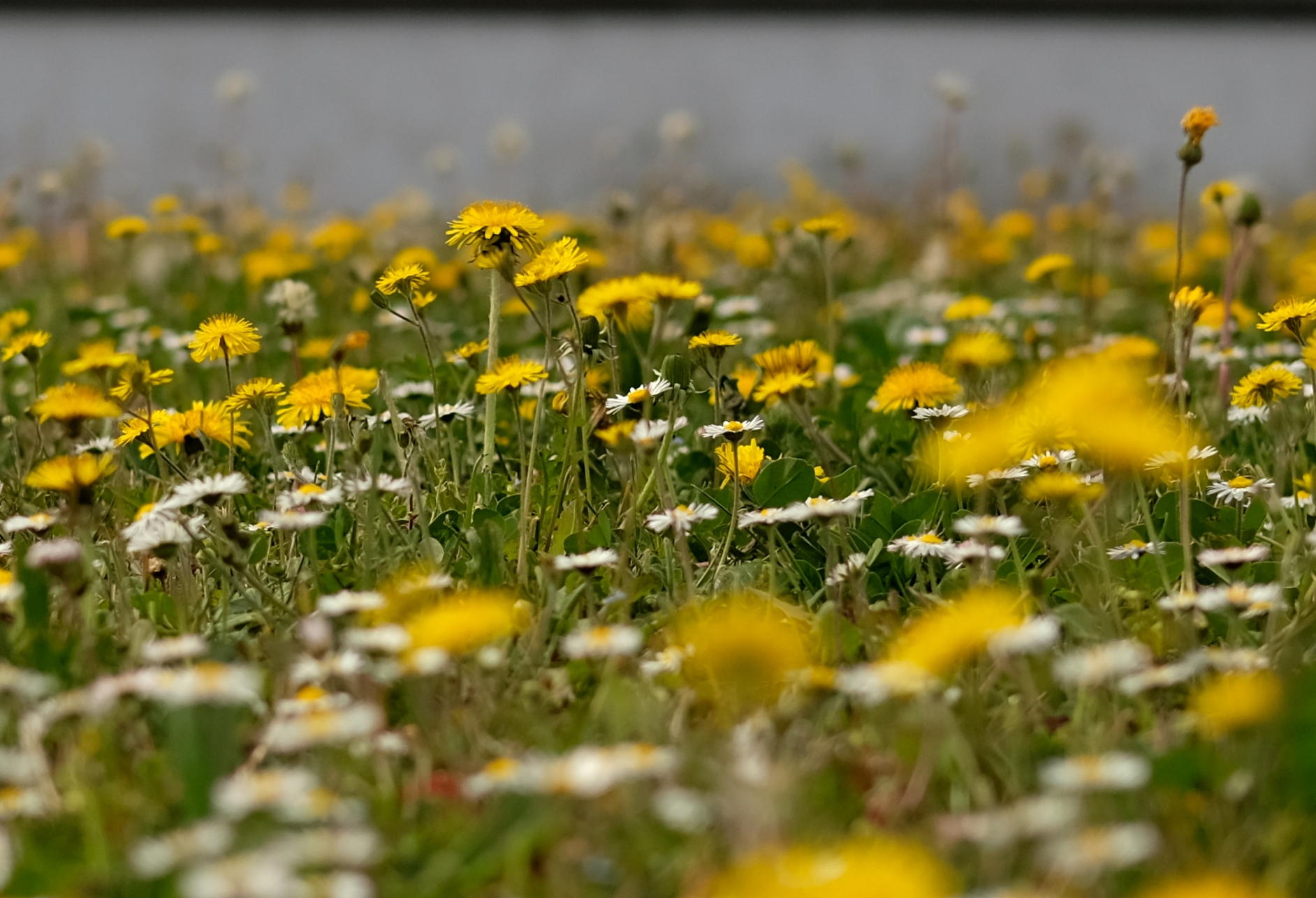 Margherite e tarassachi