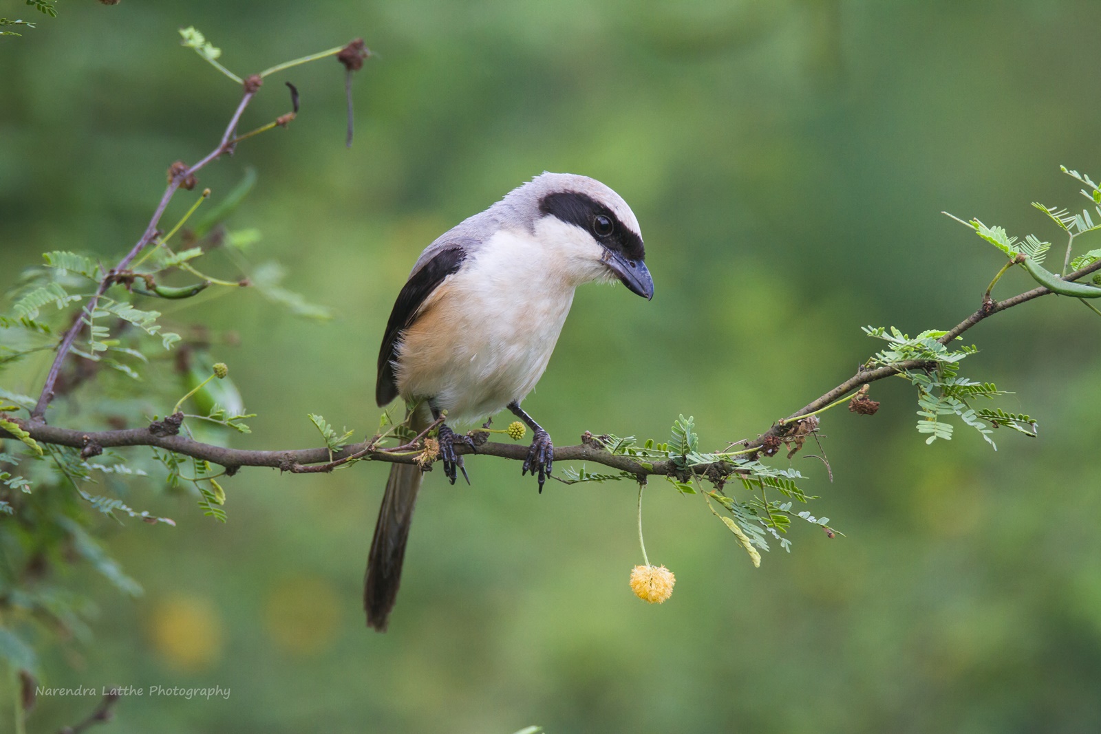 Long tailed shrike