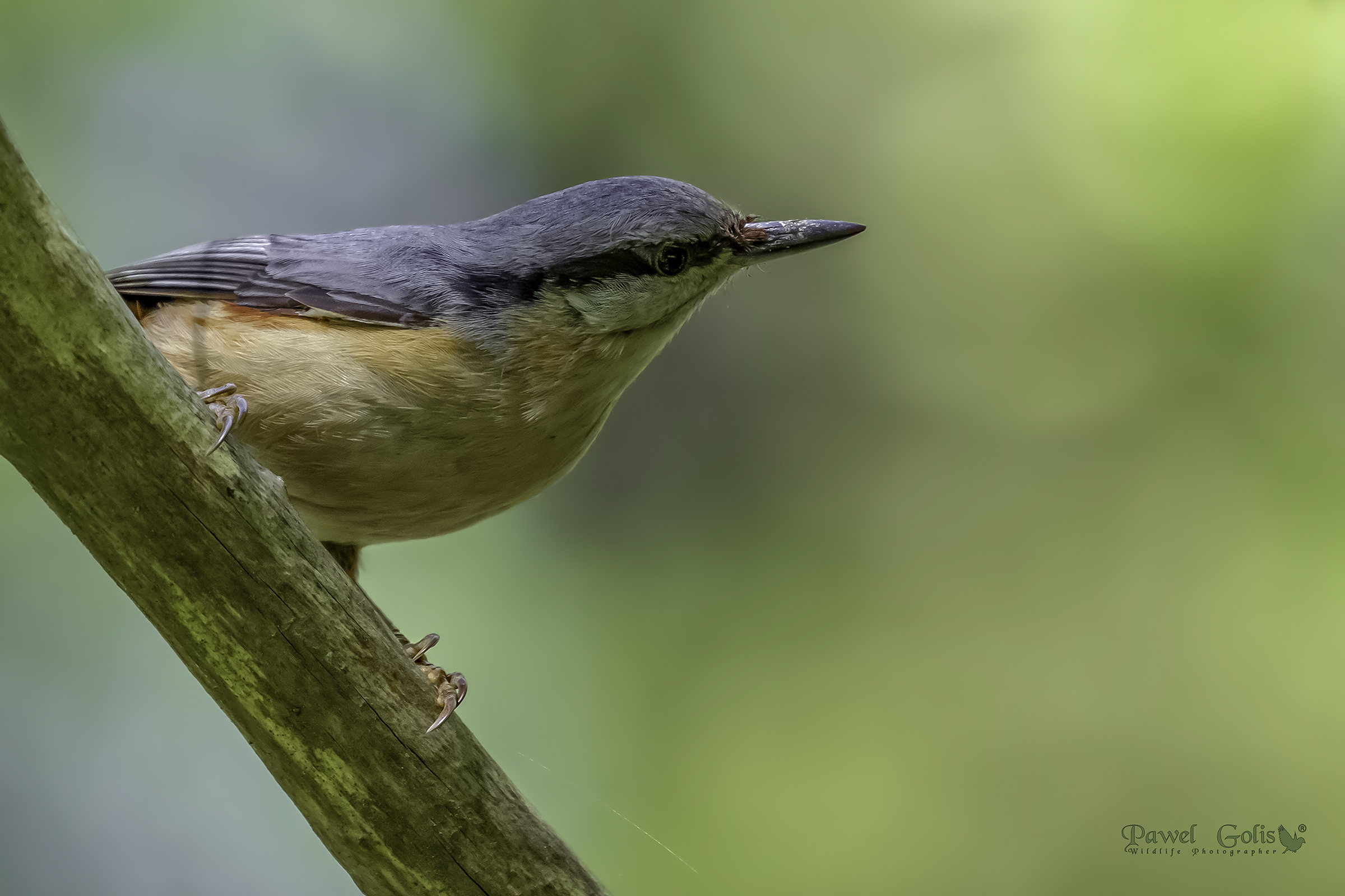 Nuthatch (Sitta europaea)