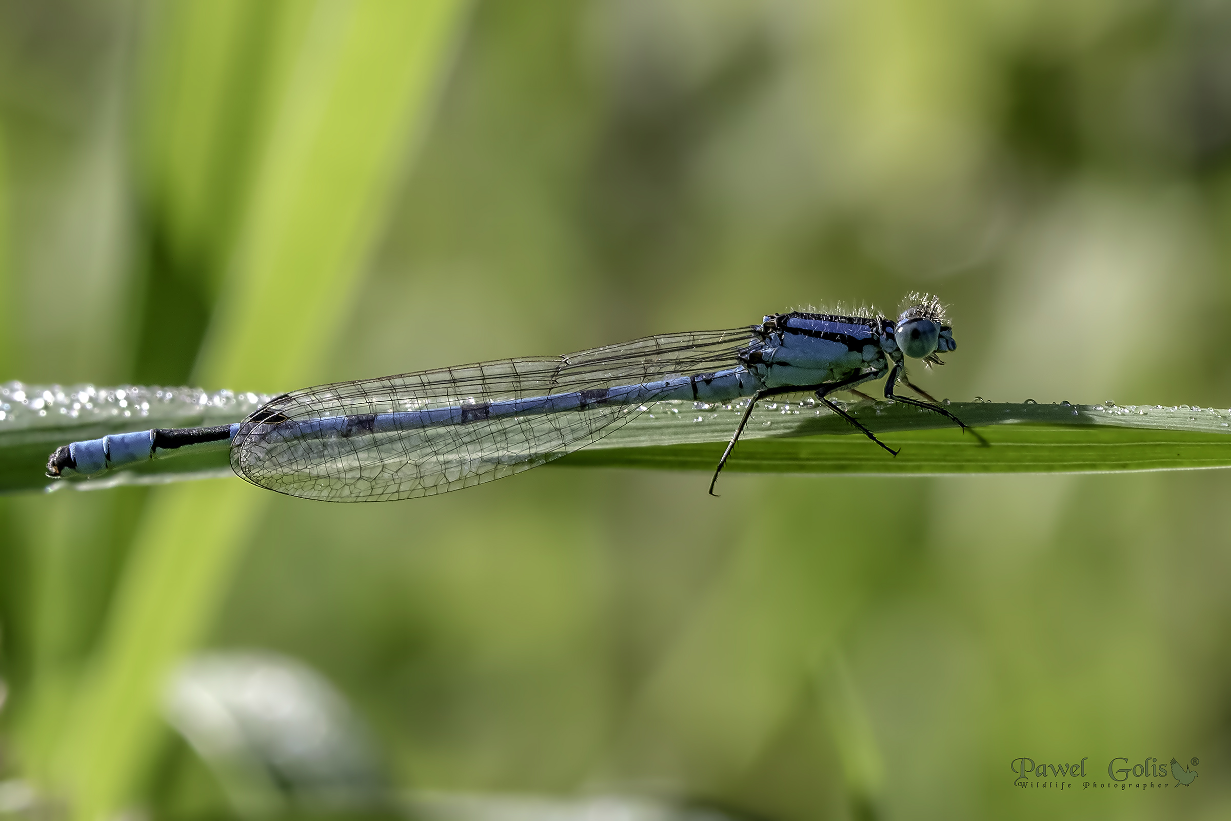 Common blue damselfly (Enallagma cyathigerum)