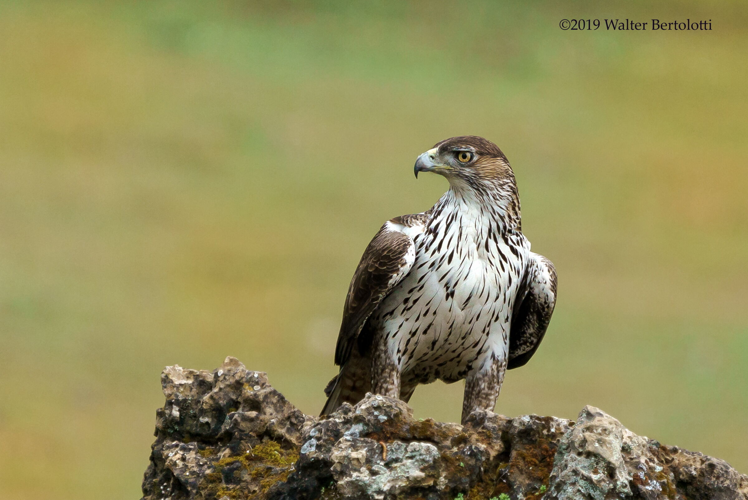 aquila del bonelli