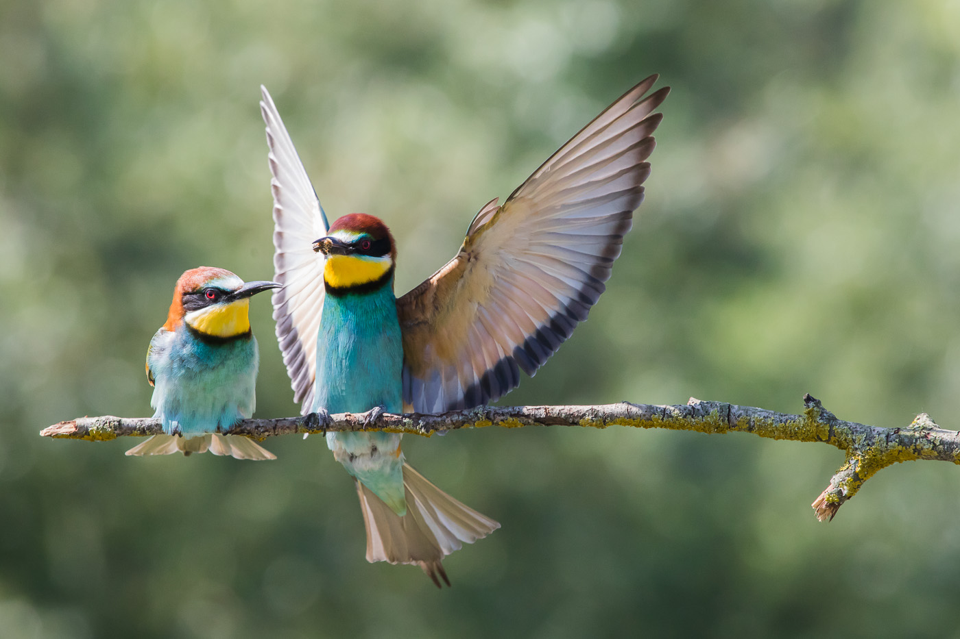 The Bee-eaters of Scrivia