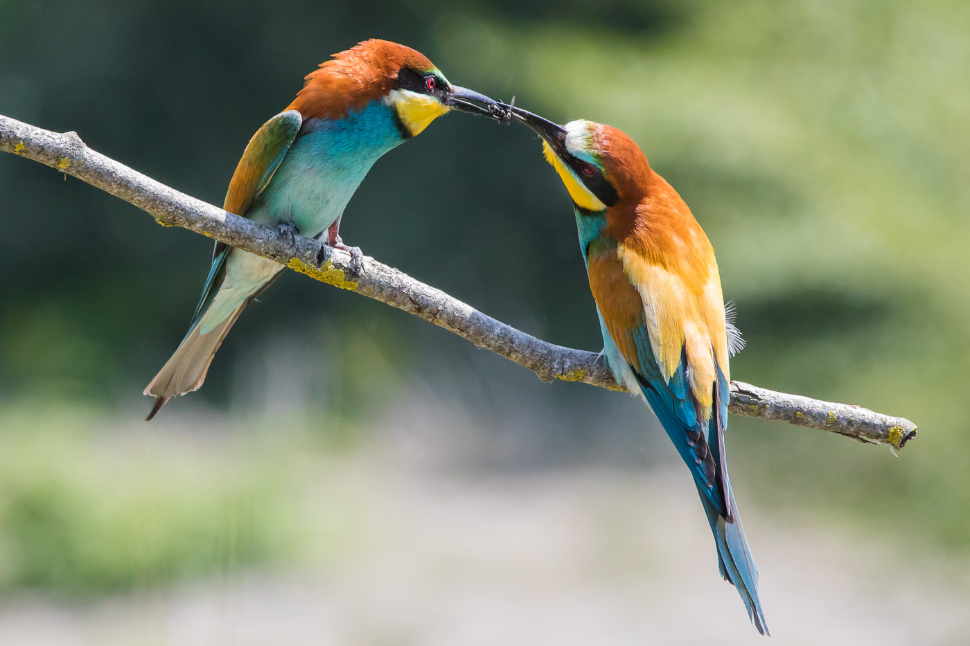 The Bee-eaters of Scrivia