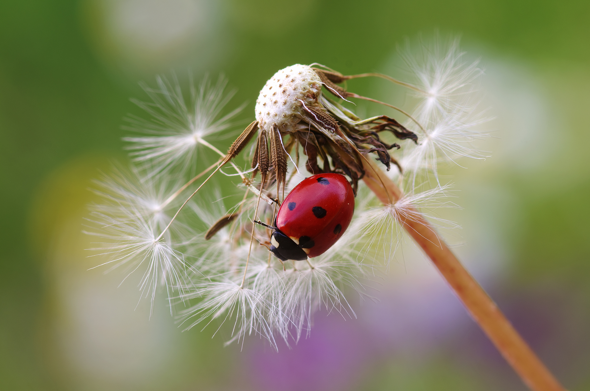 Coccinella sul soffione
