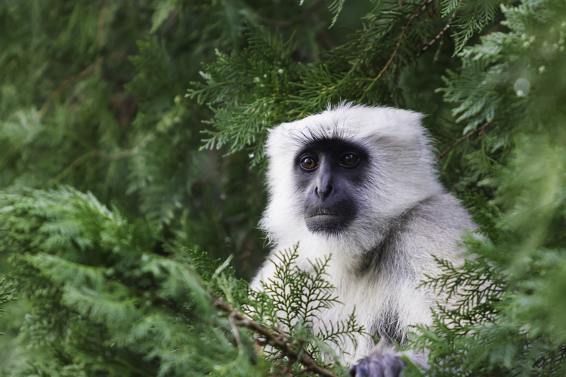 Corbet National Park