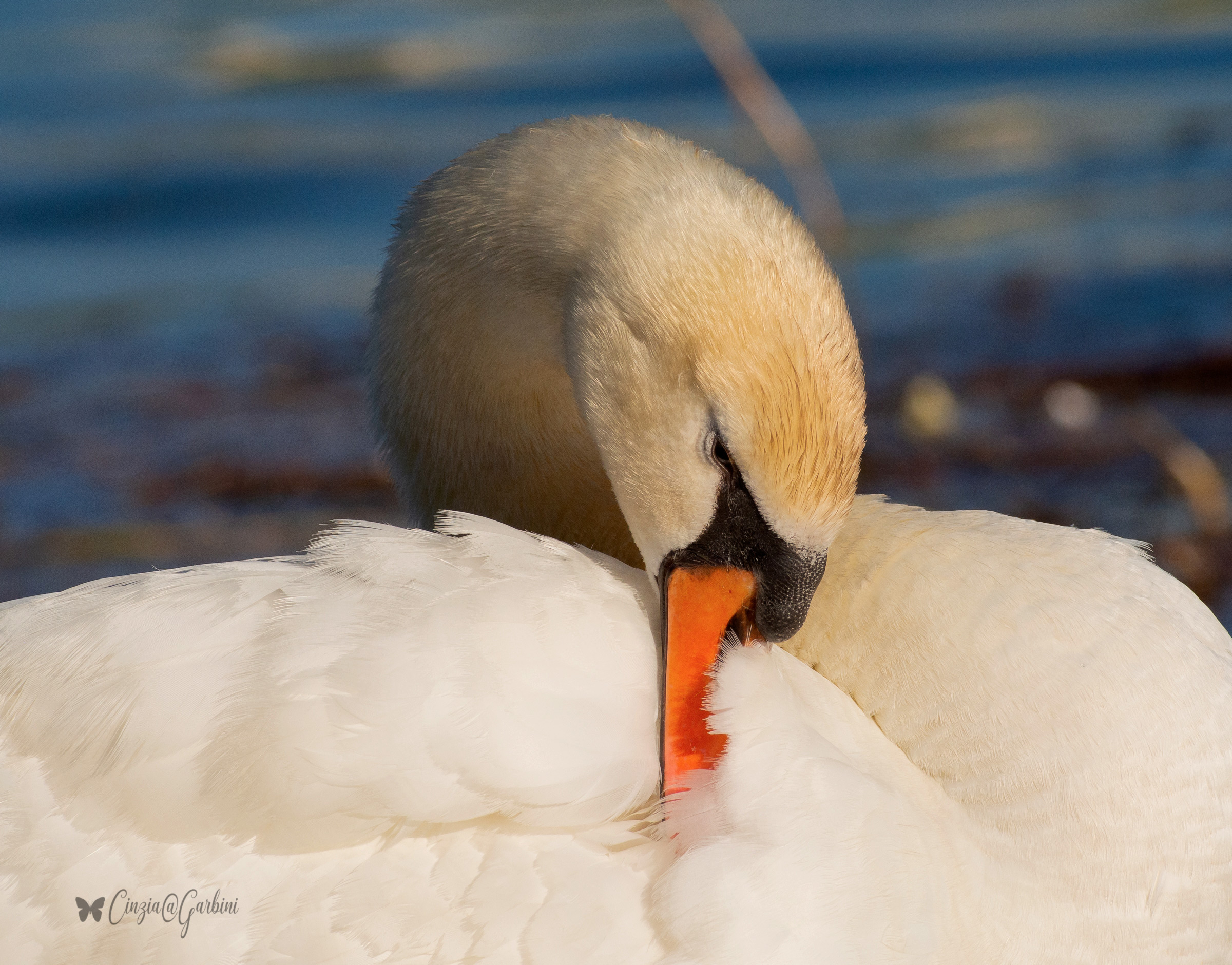non mi fotografare.. sono timido