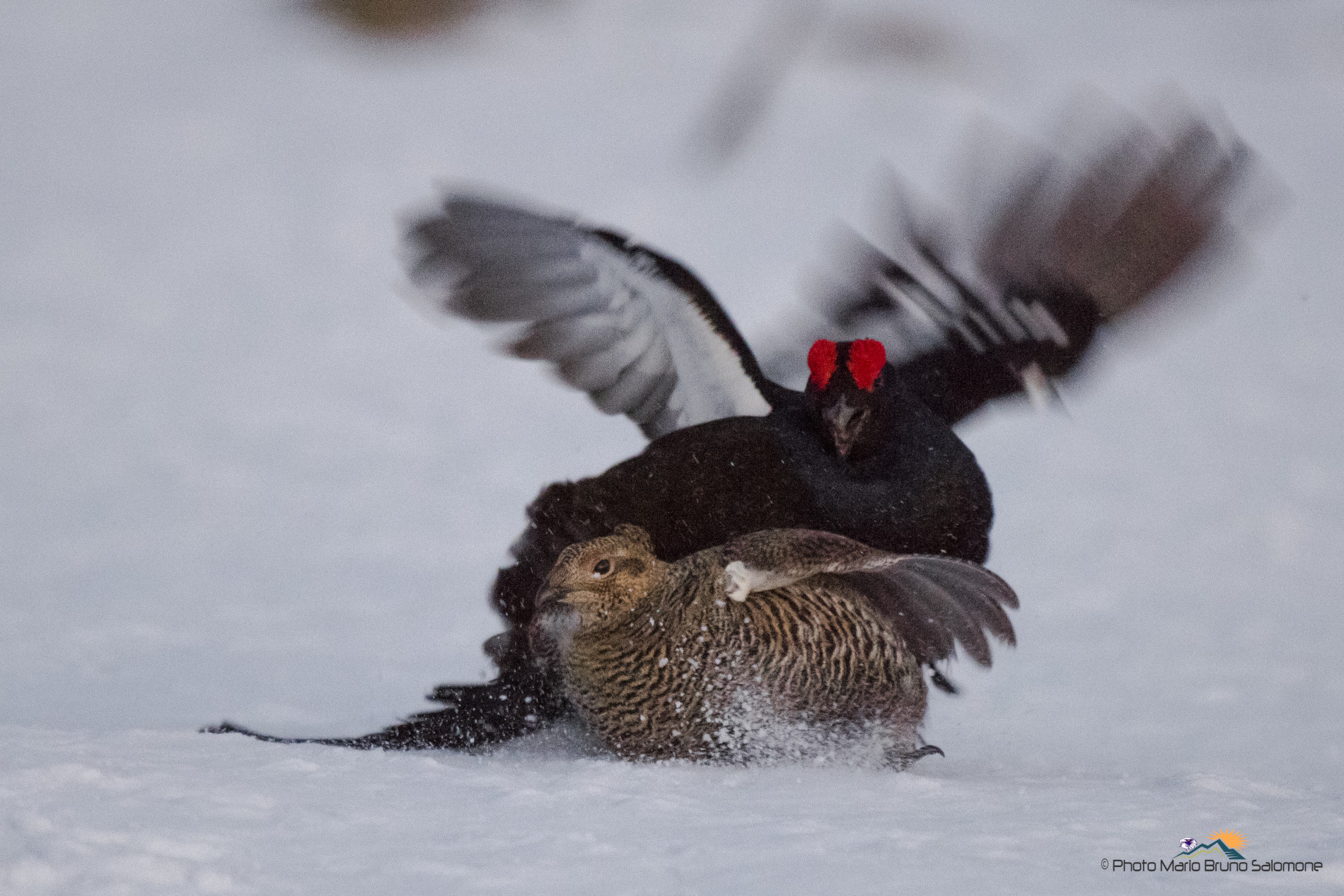 Bramosia amorosa a 12800 iso