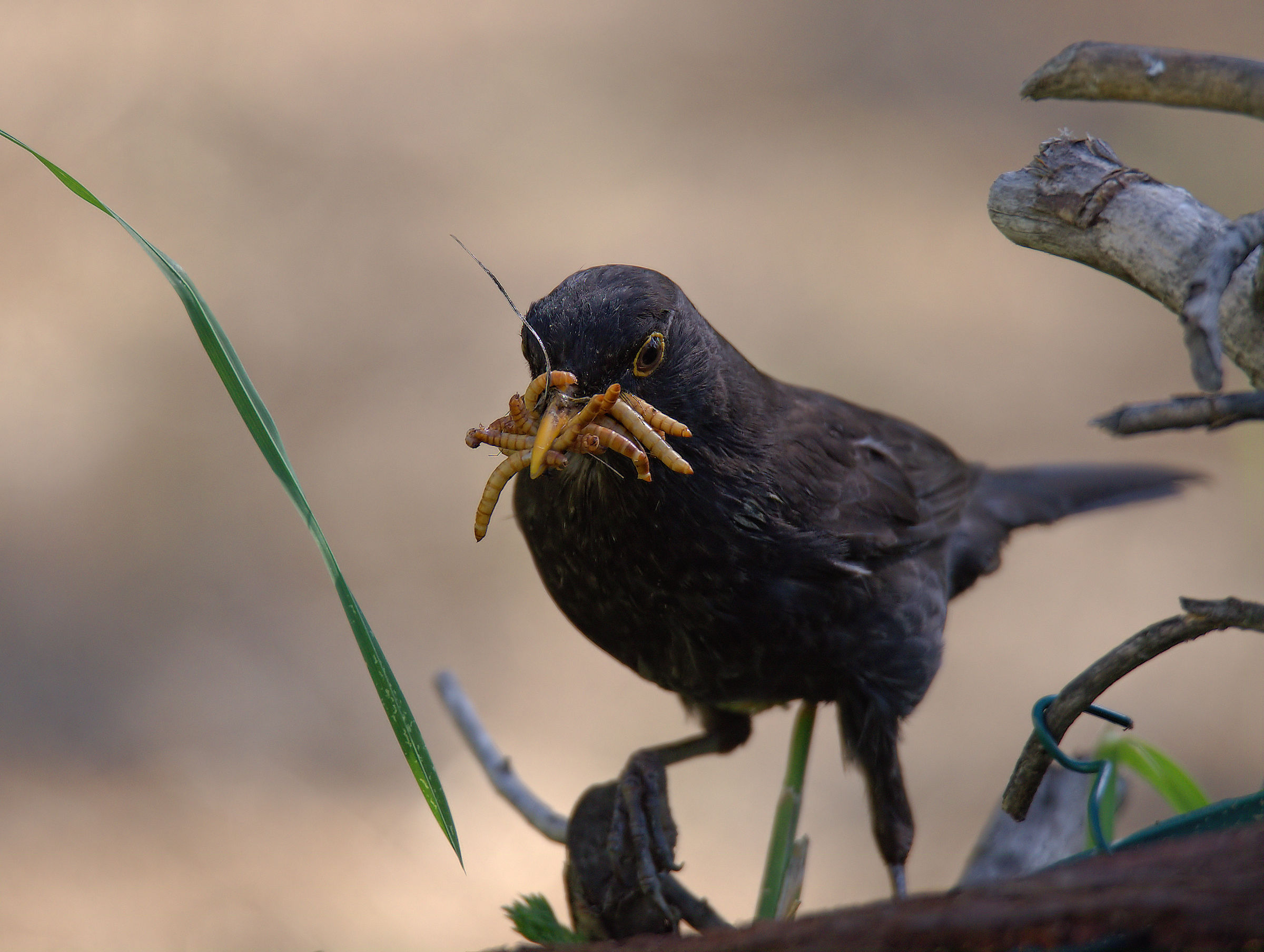 Male Blackbird
