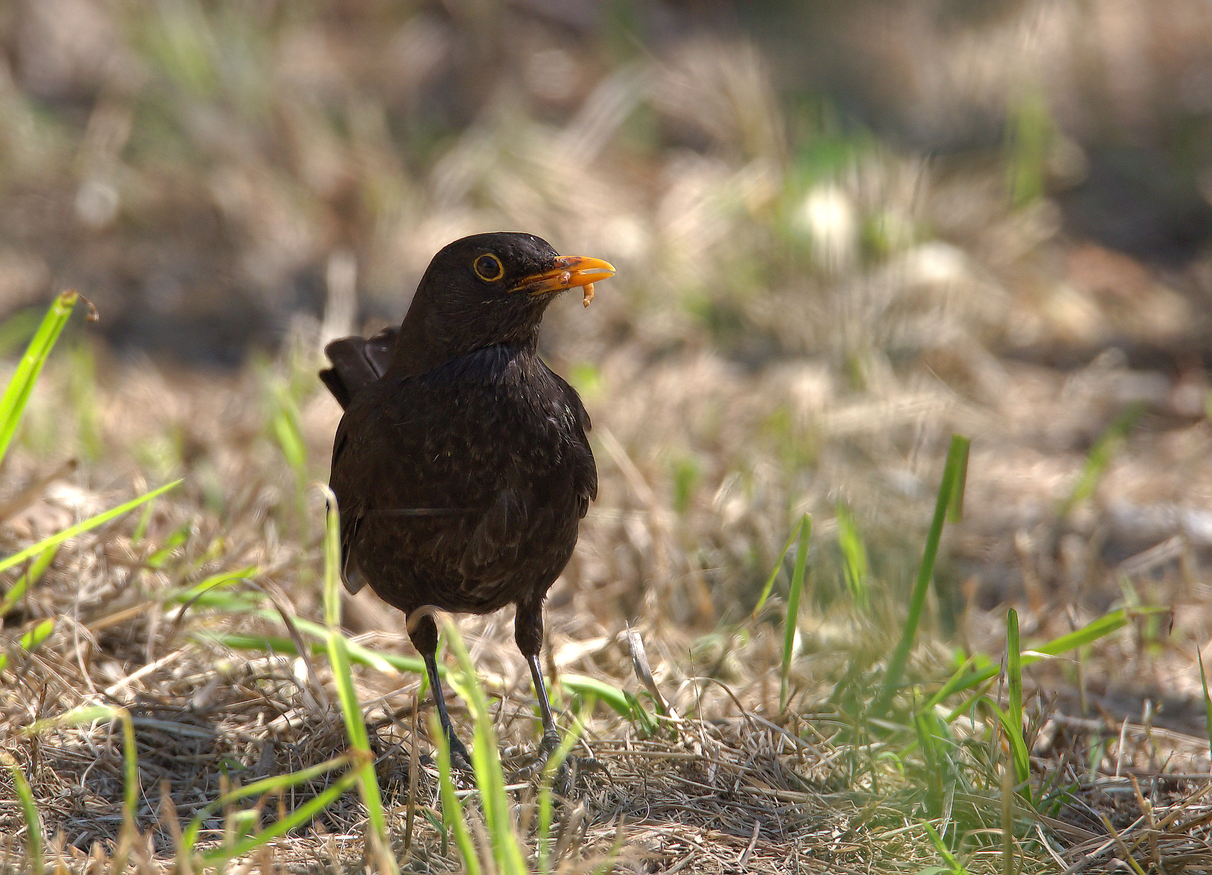 Male Blackbird