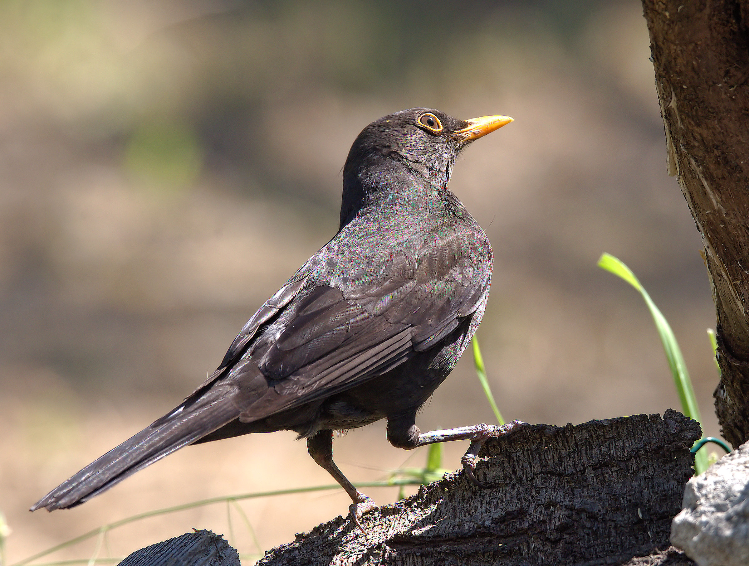 Male Blackbird