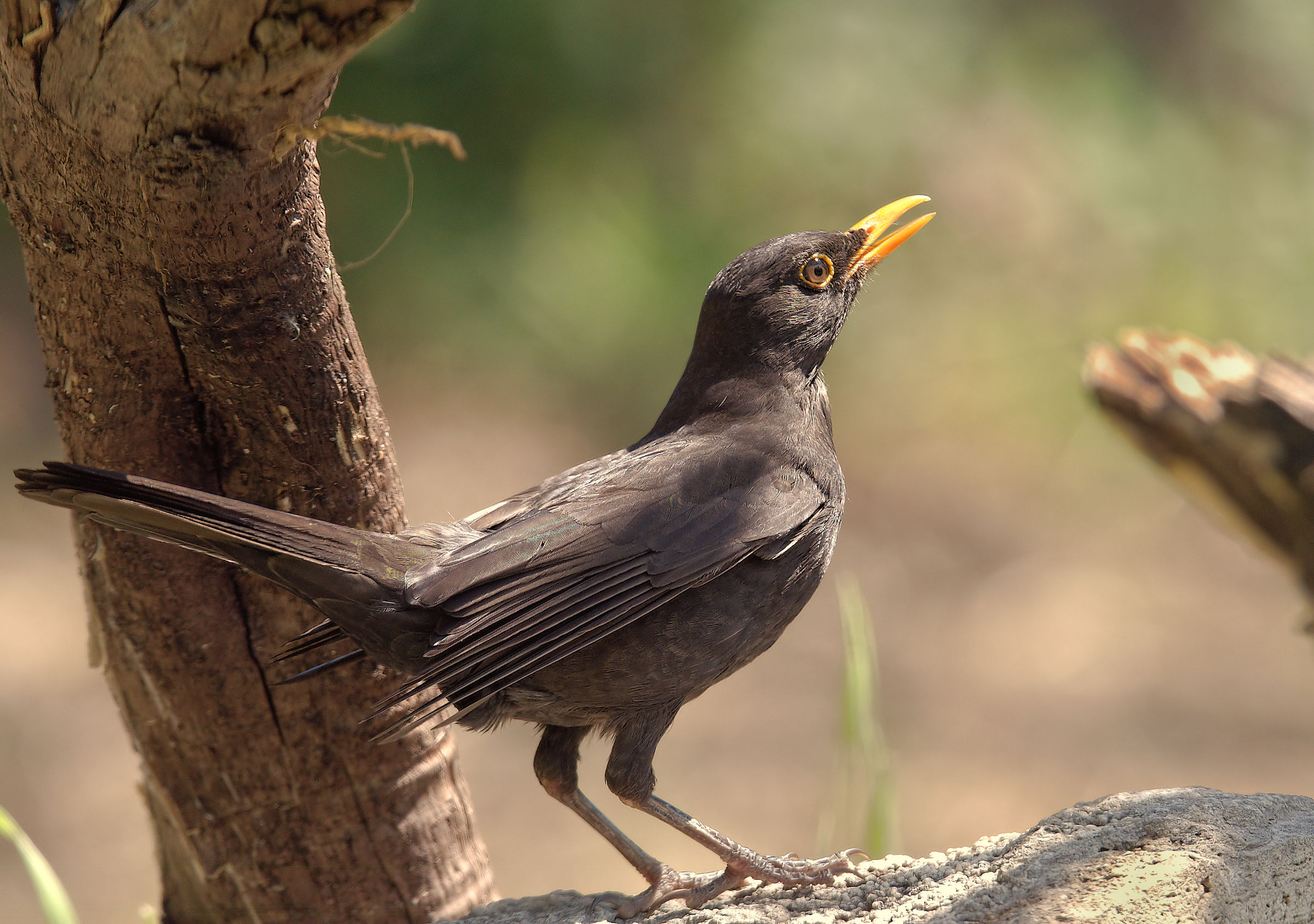 Male Blackbird