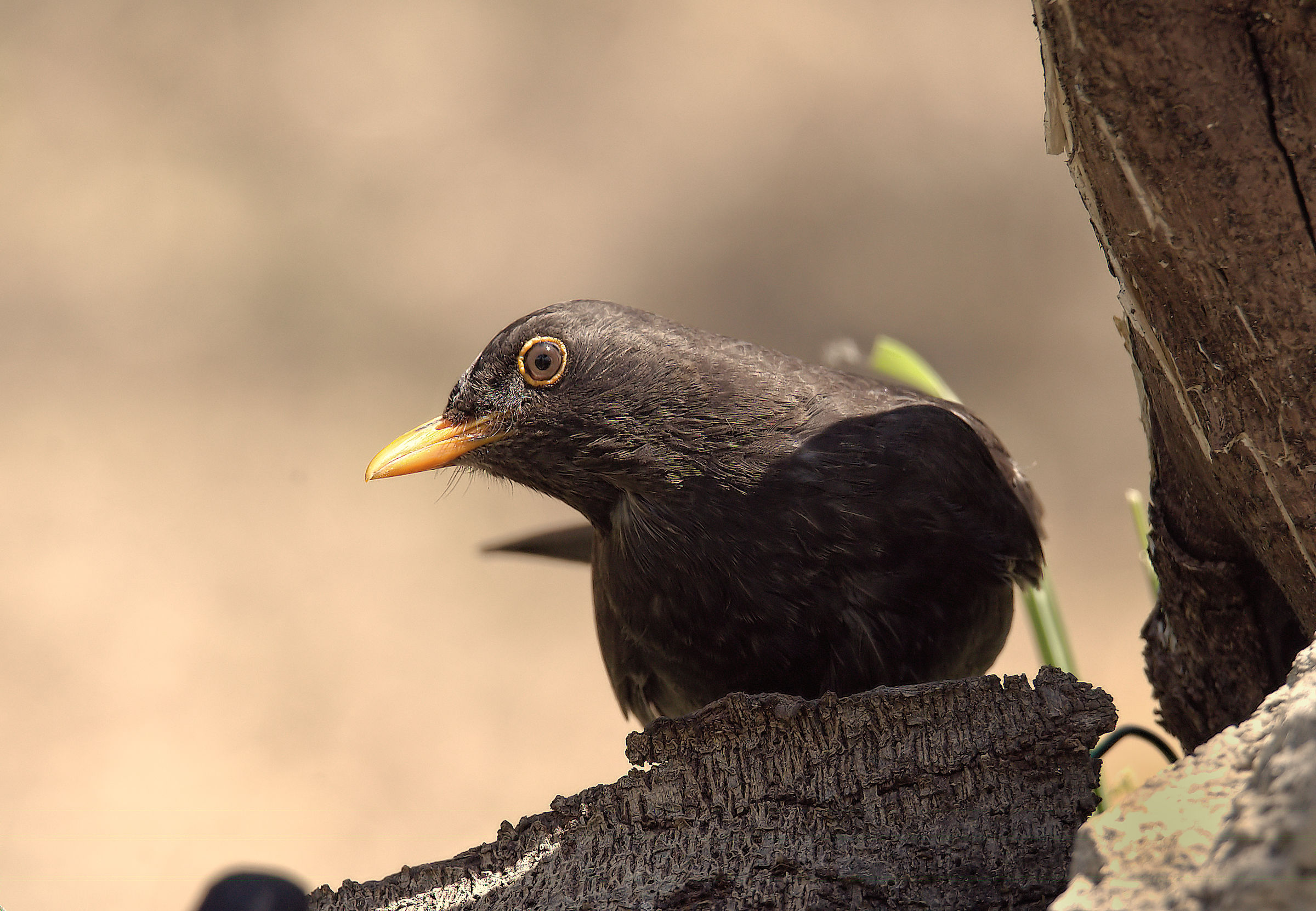 Male Blackbird