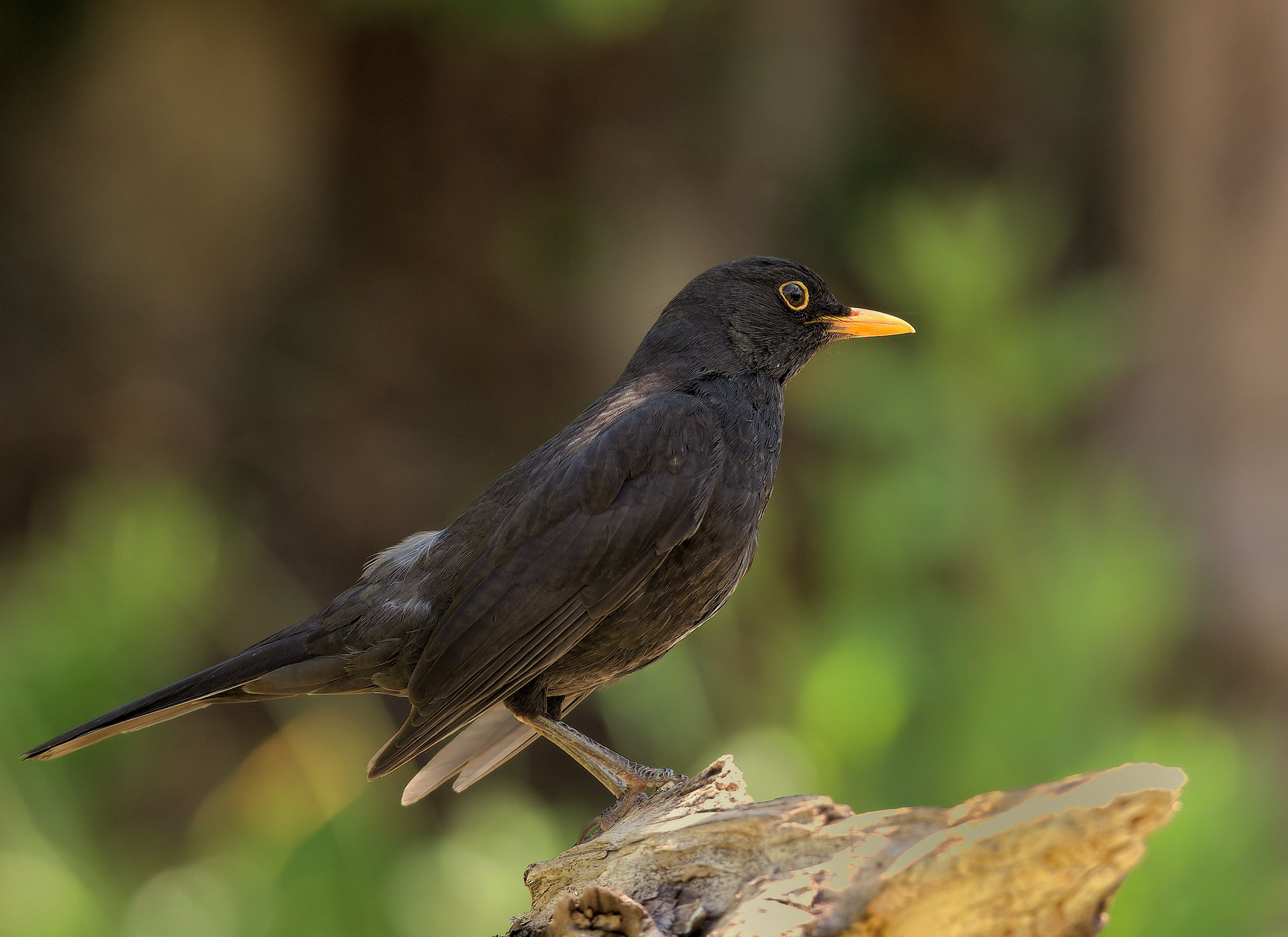 Male Blackbird