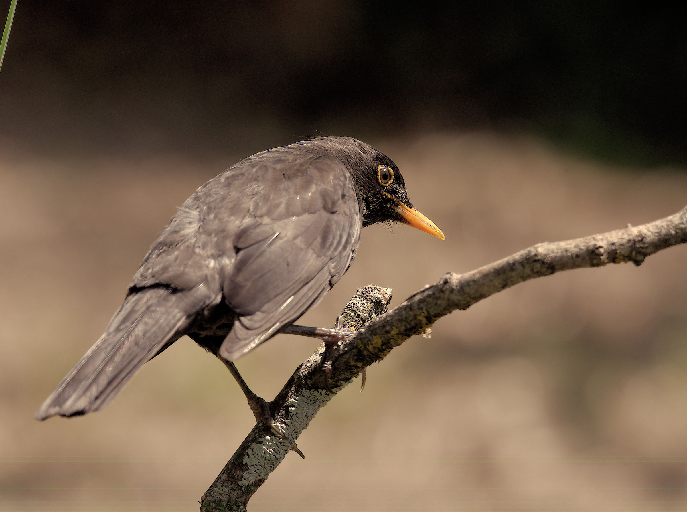 Male Blackbird