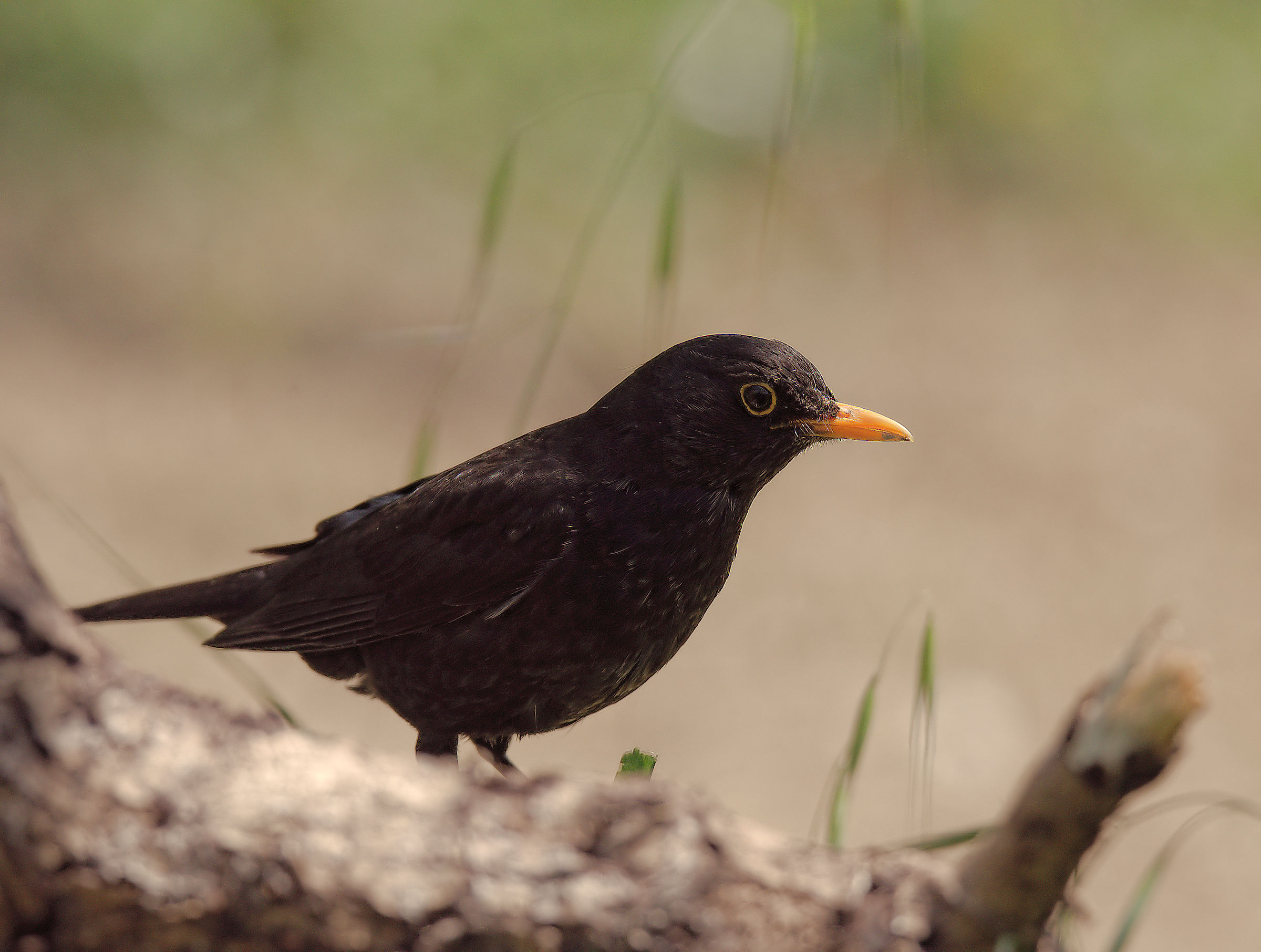 Male Blackbird