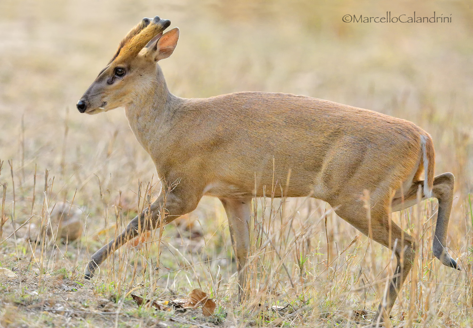 Muntjac Indian