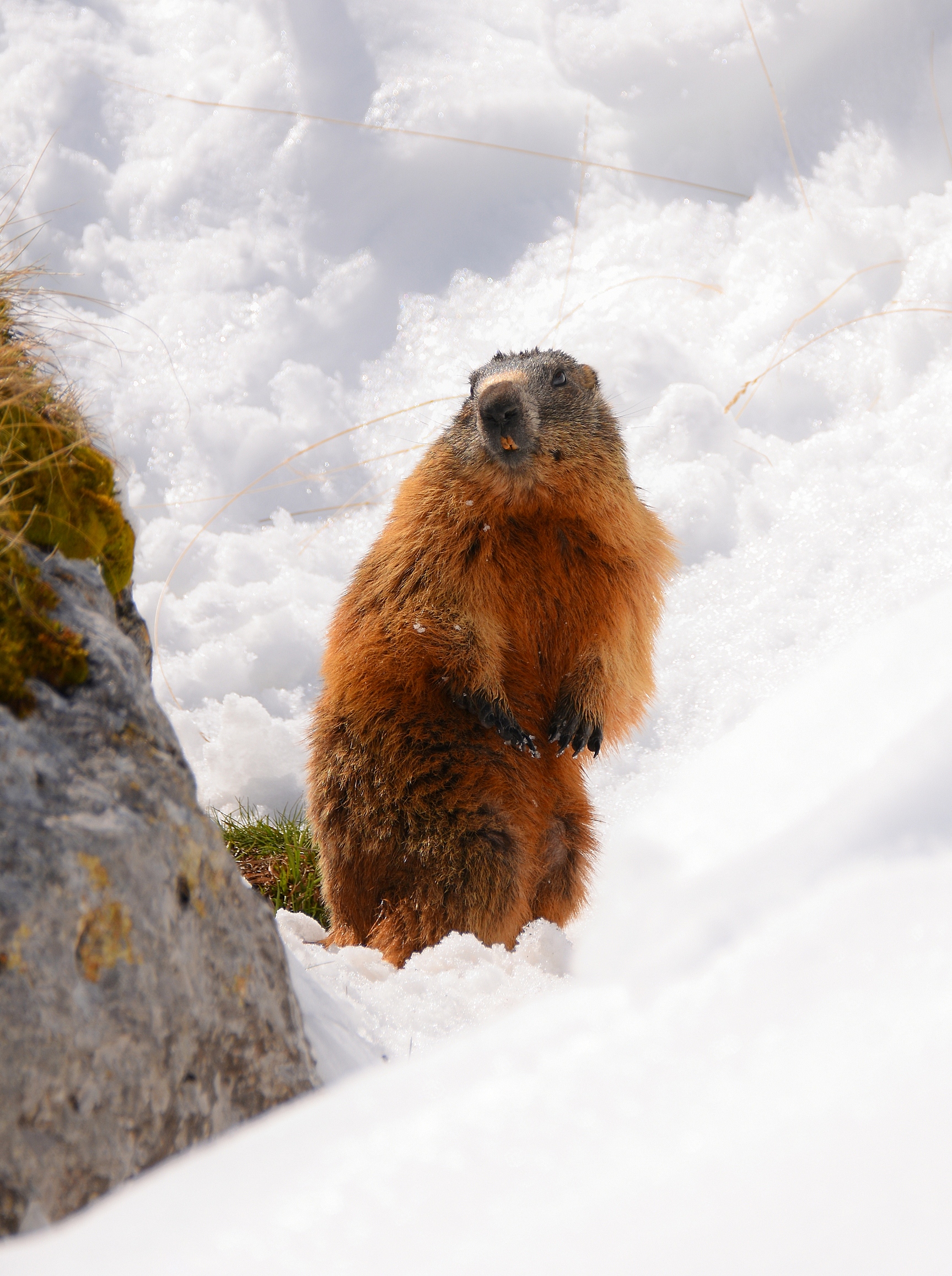 Marmotta alpina