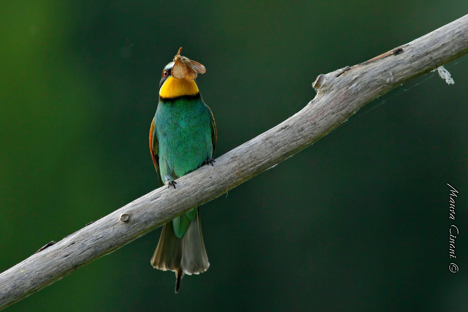 Il Gruccione e la Falena