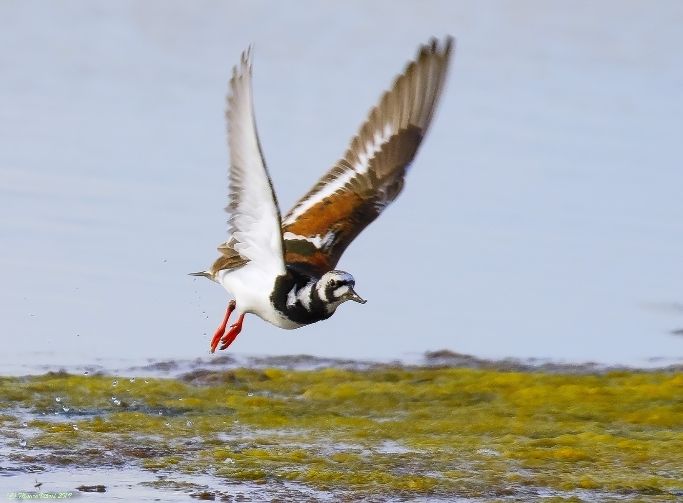 Voltapietre (Sandstone interpres)