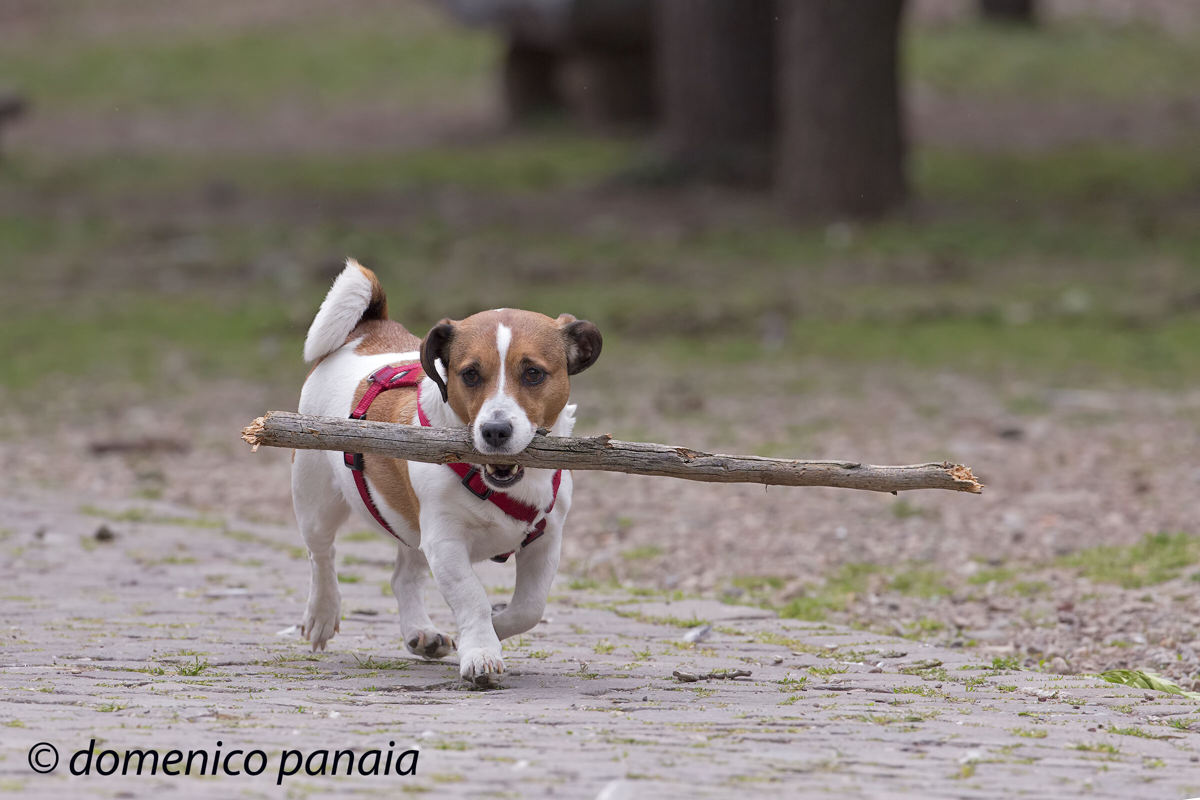 ...era meglio la pallina...