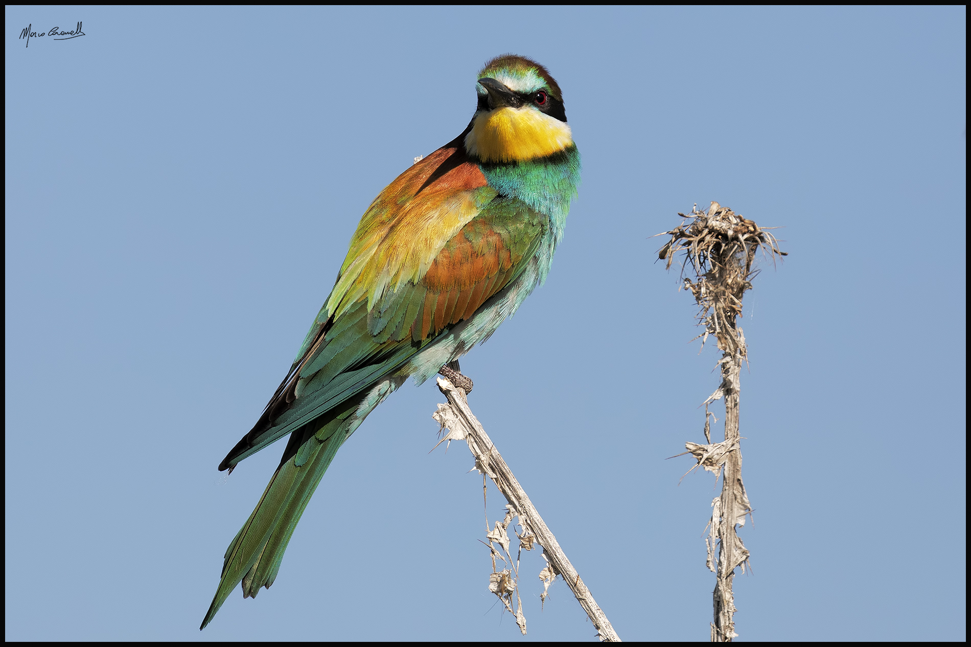 Bee-eater