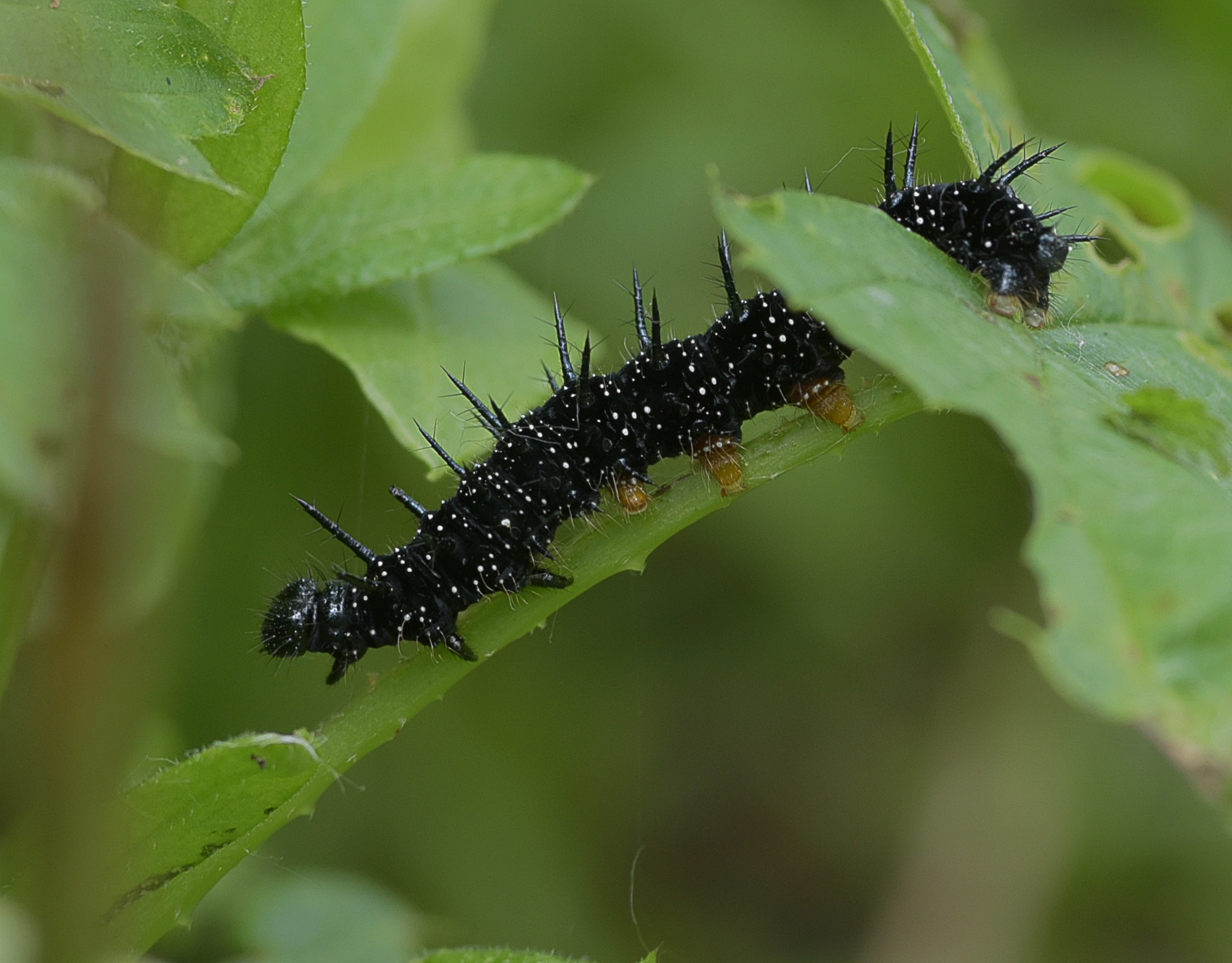 Cropping of inachis I butterfly peacock