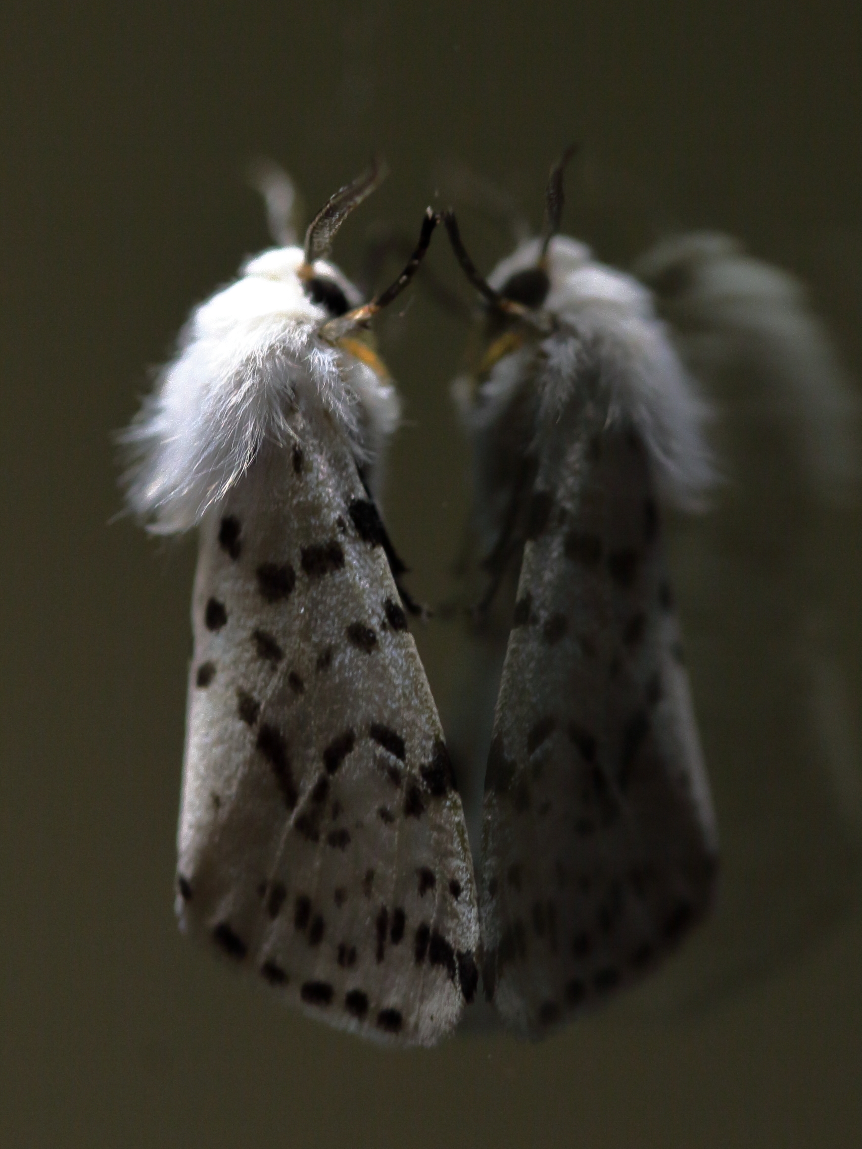 White Moth