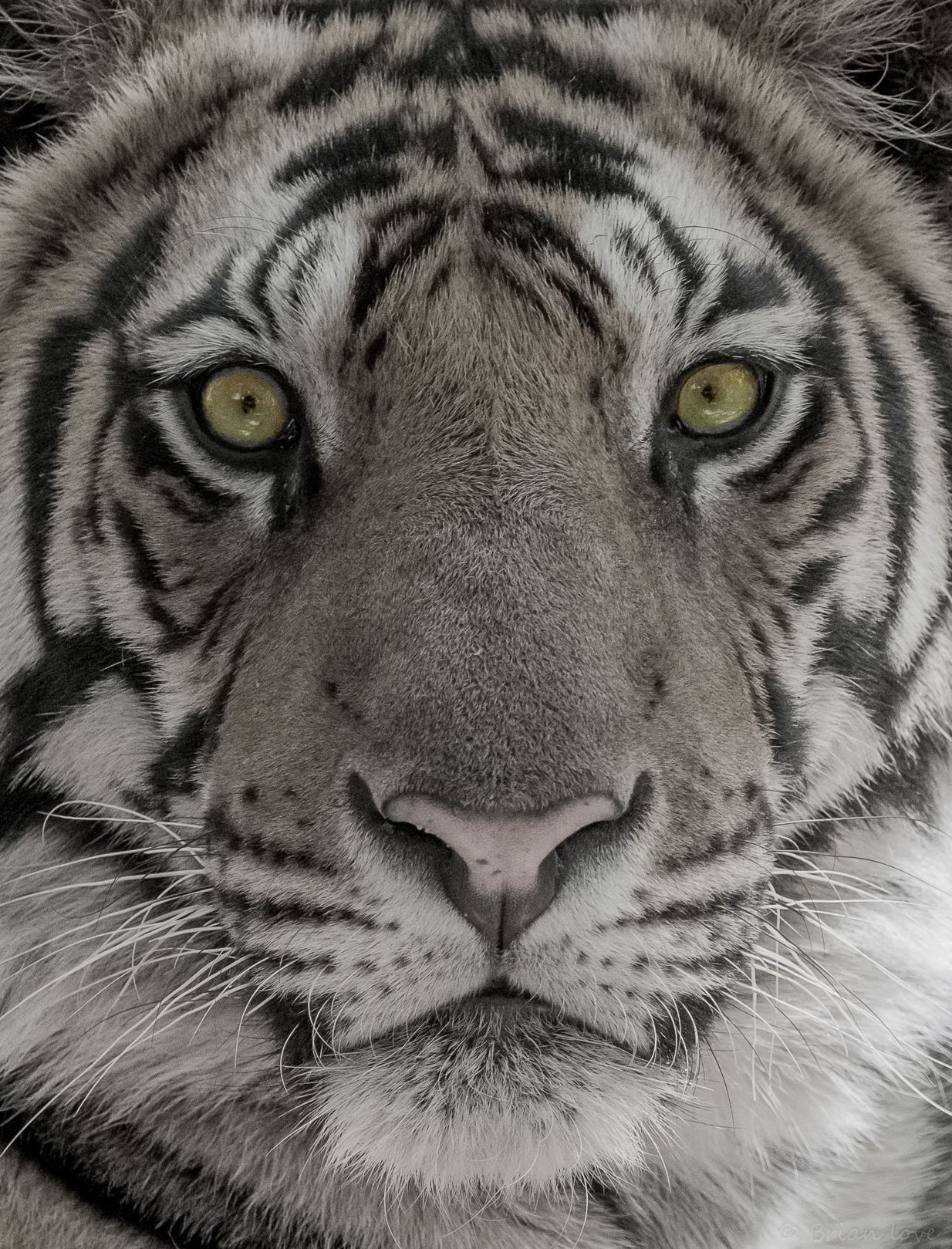 Eye of the Tiger