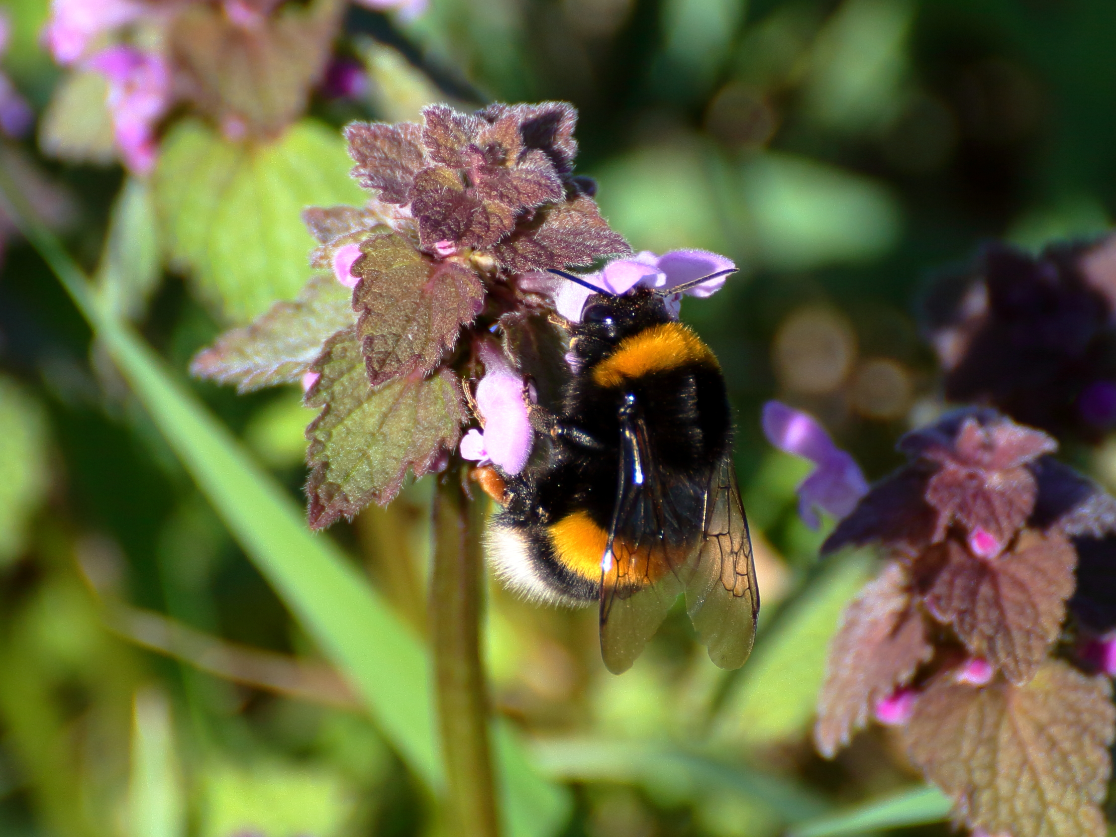 ... and Bumblebee landed!