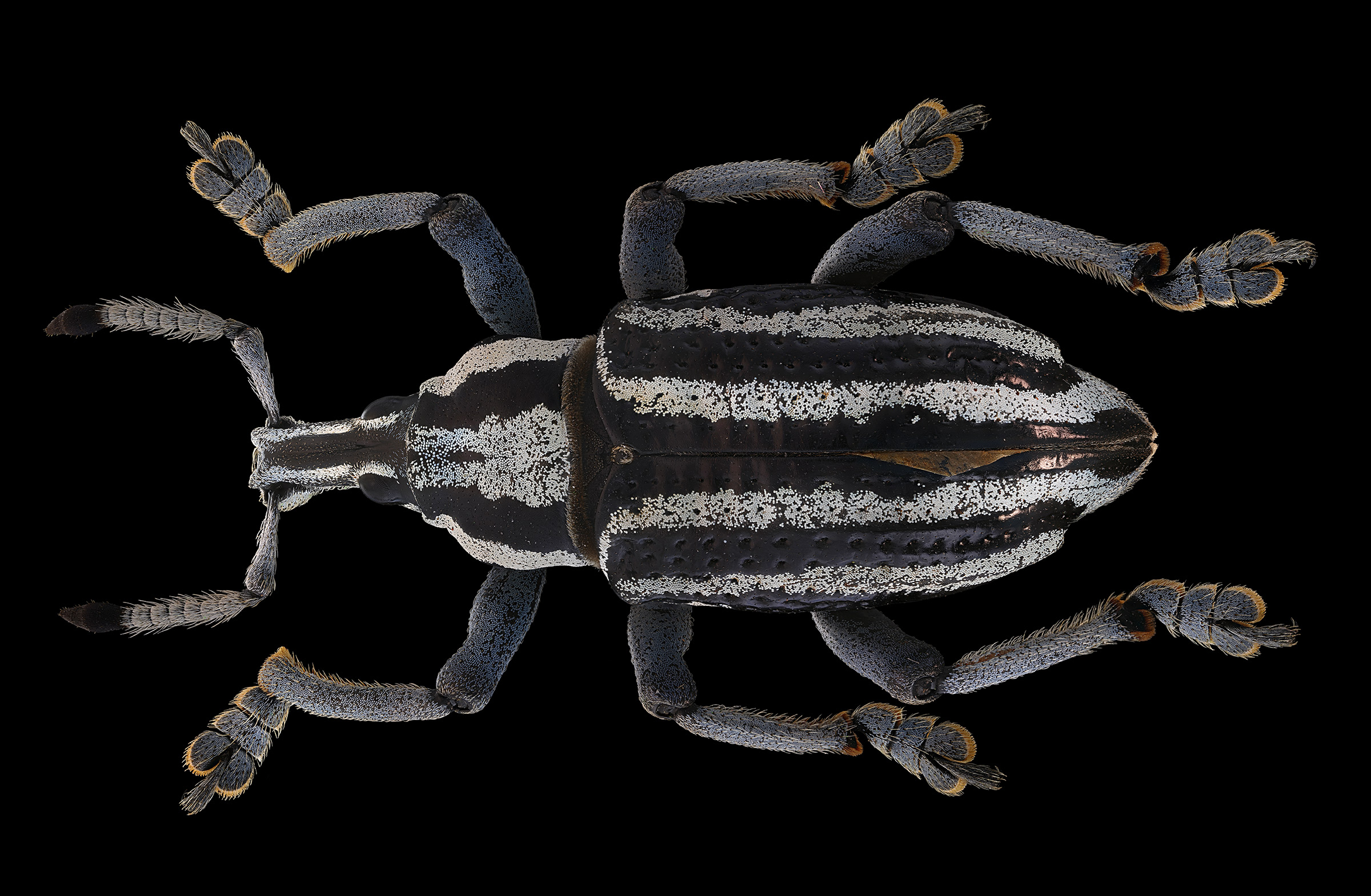 Eupholus waigeuensis var Nove