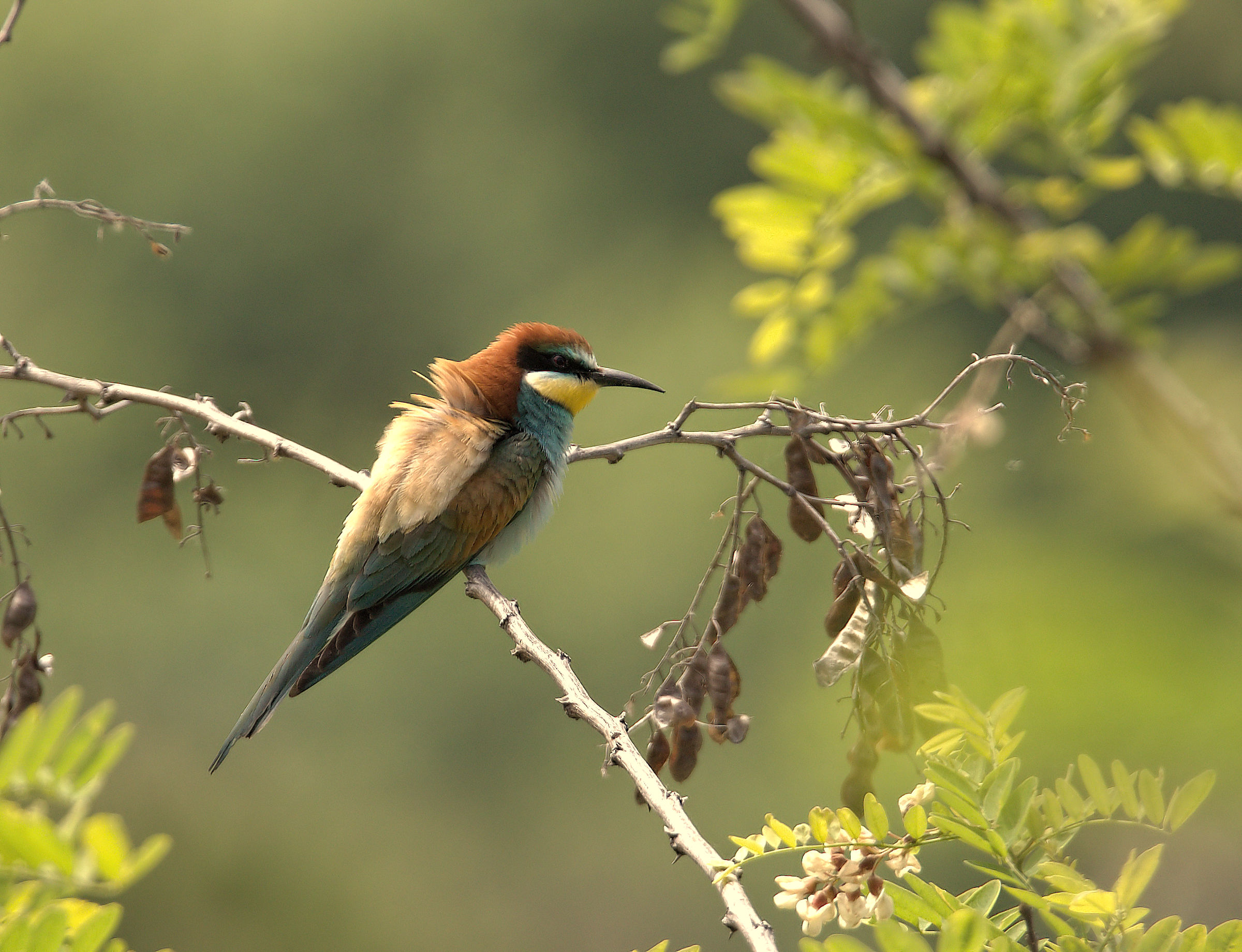 Bee-eater