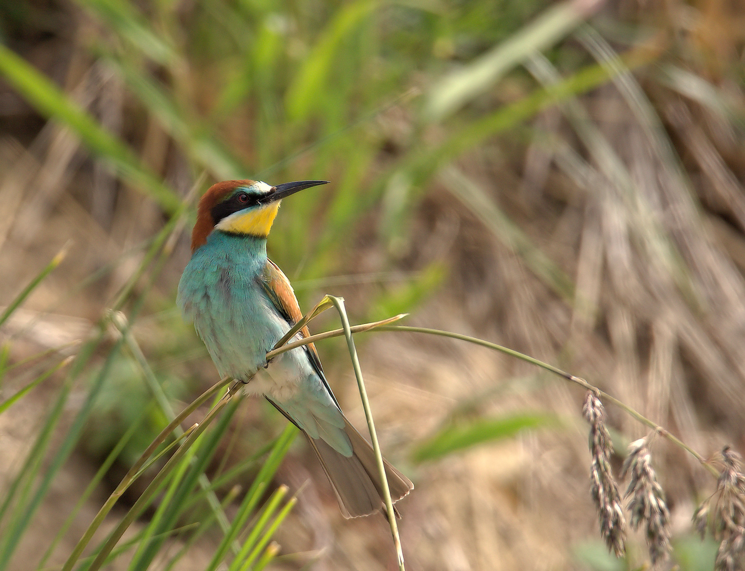 Bee-eater
