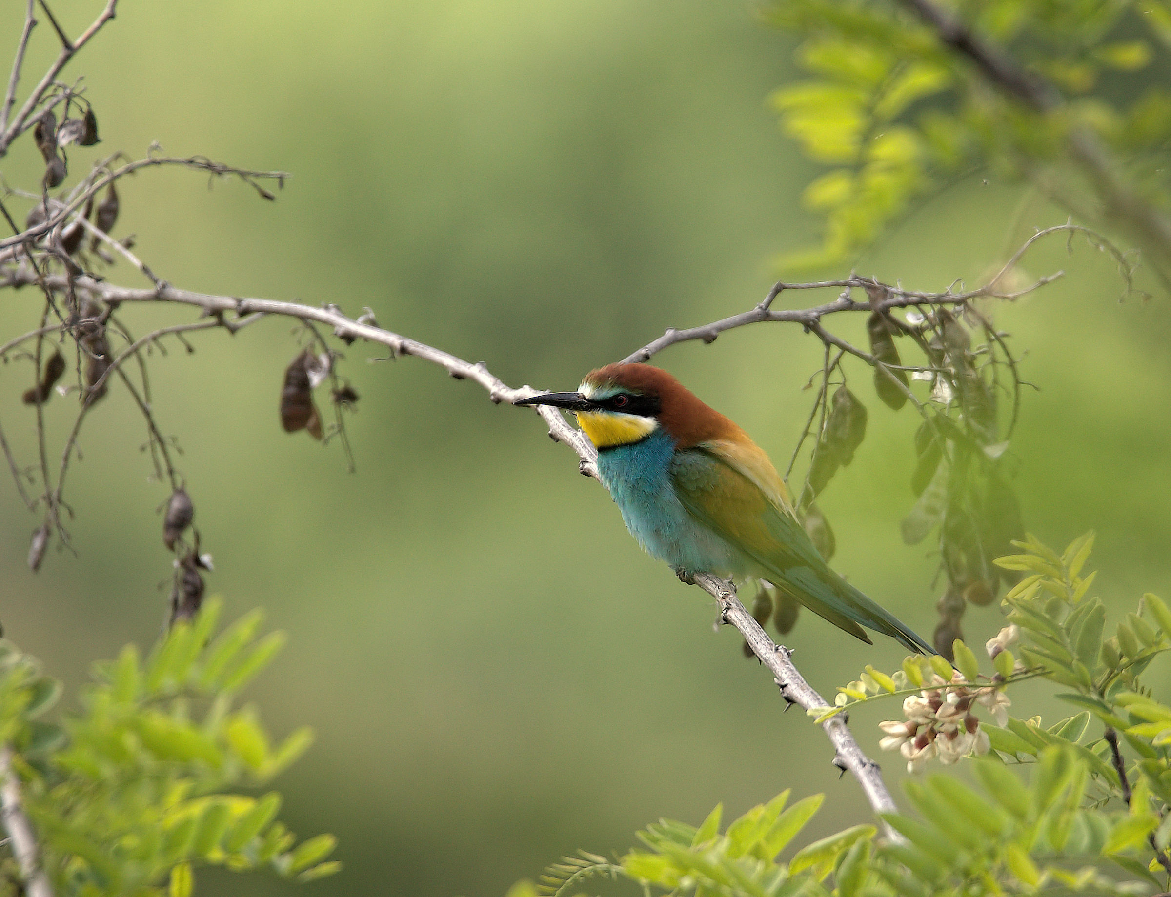 Bee-eater