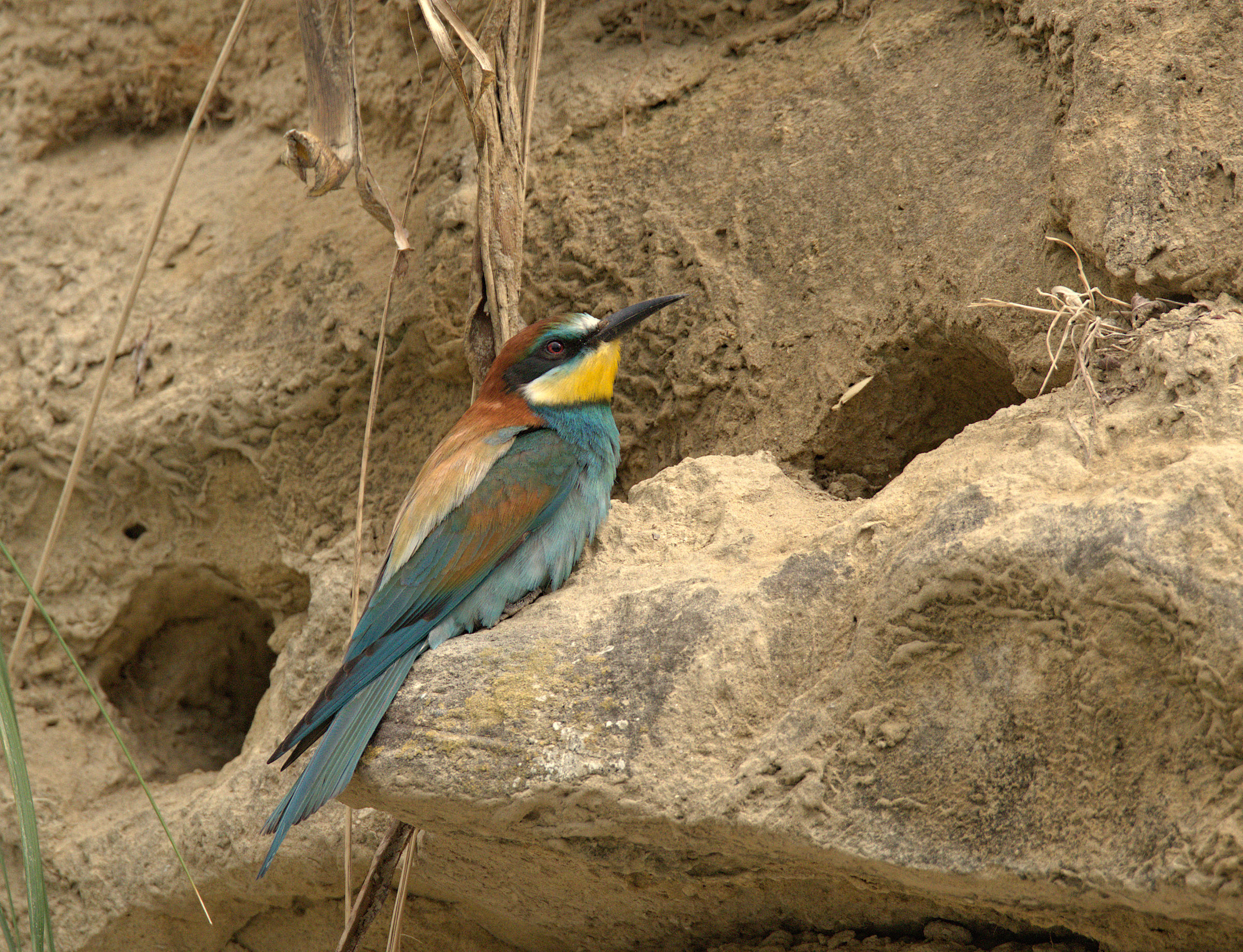 Bee-eater