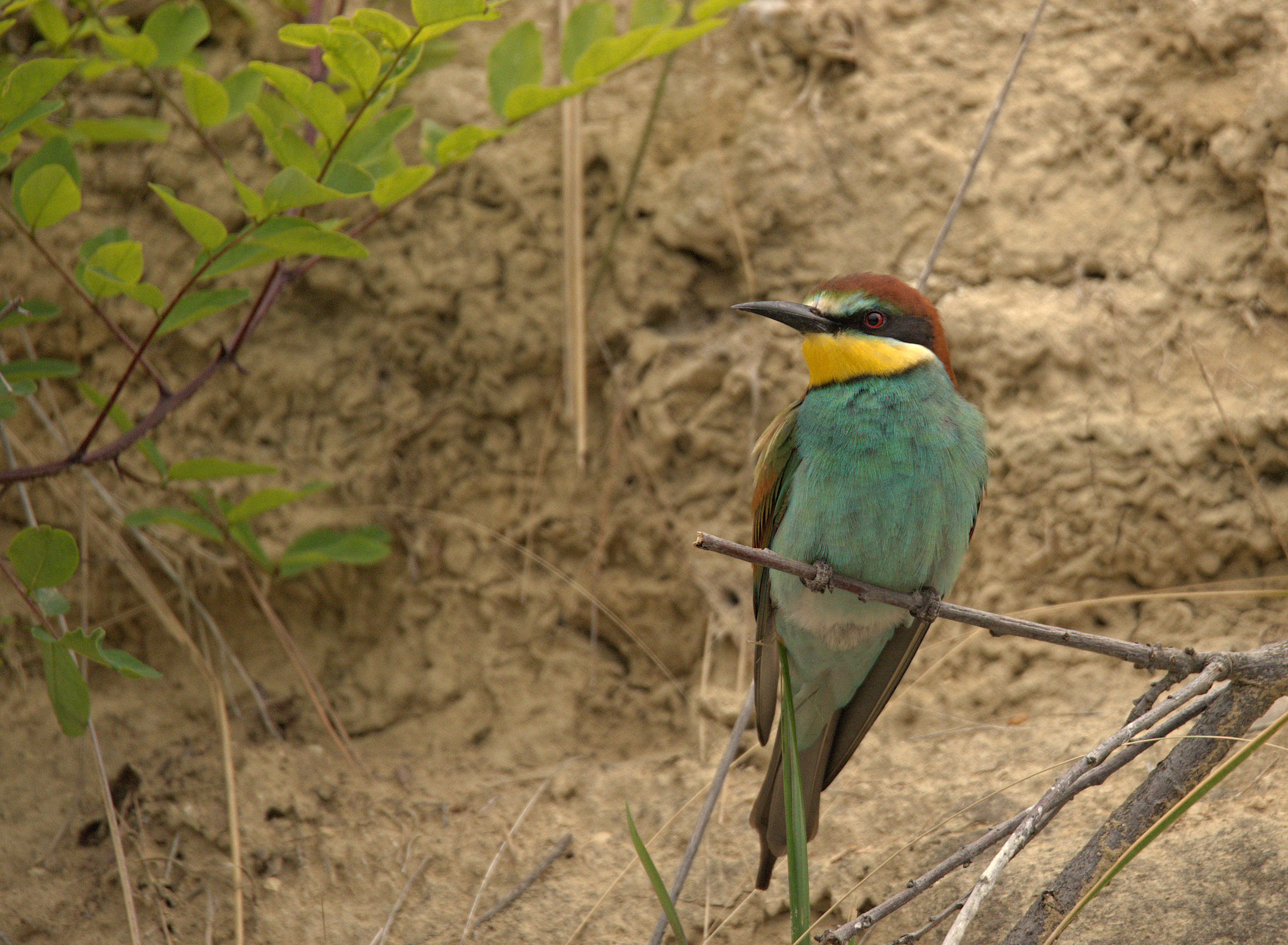 Bee-eater
