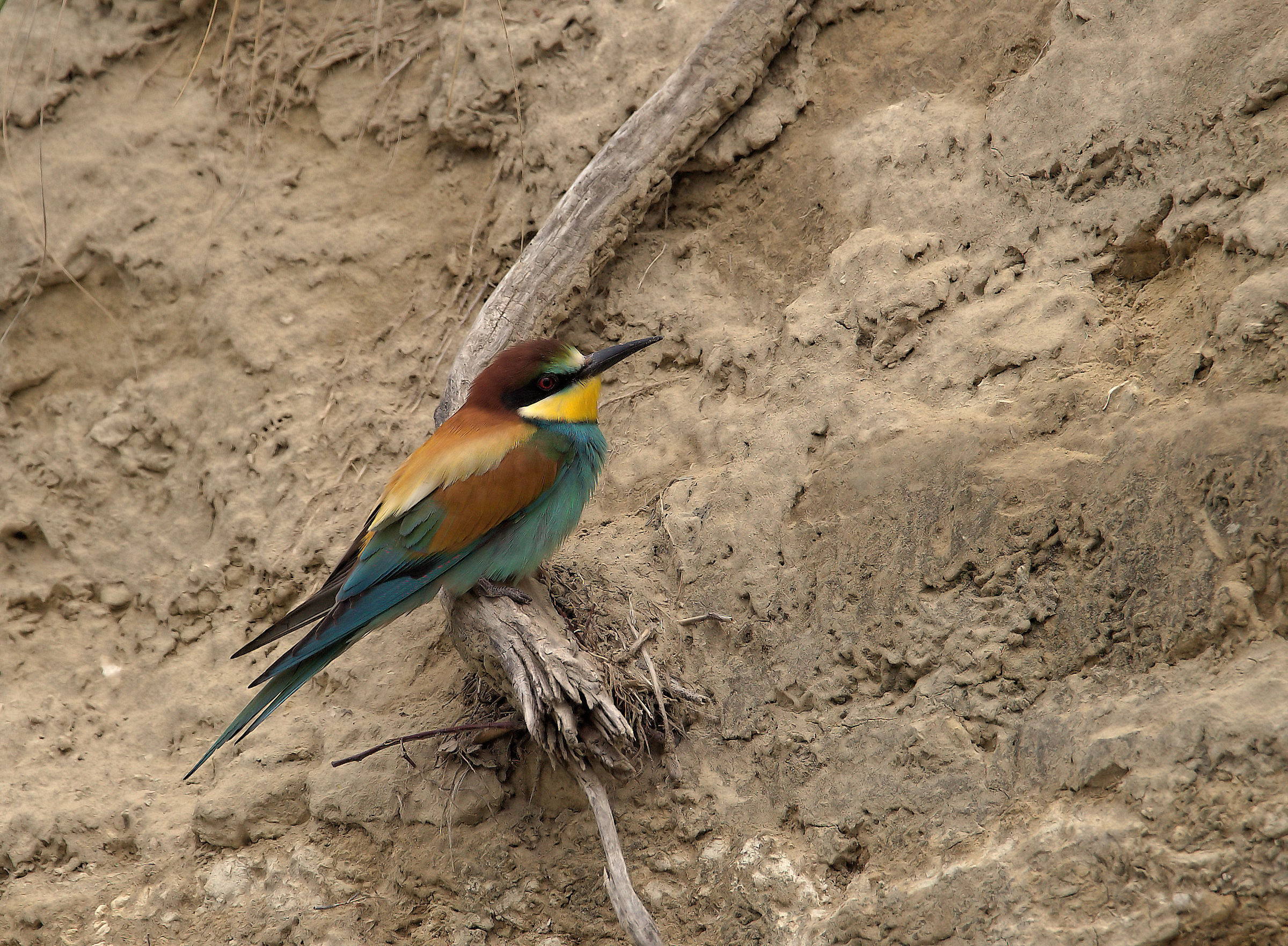 Bee-eater