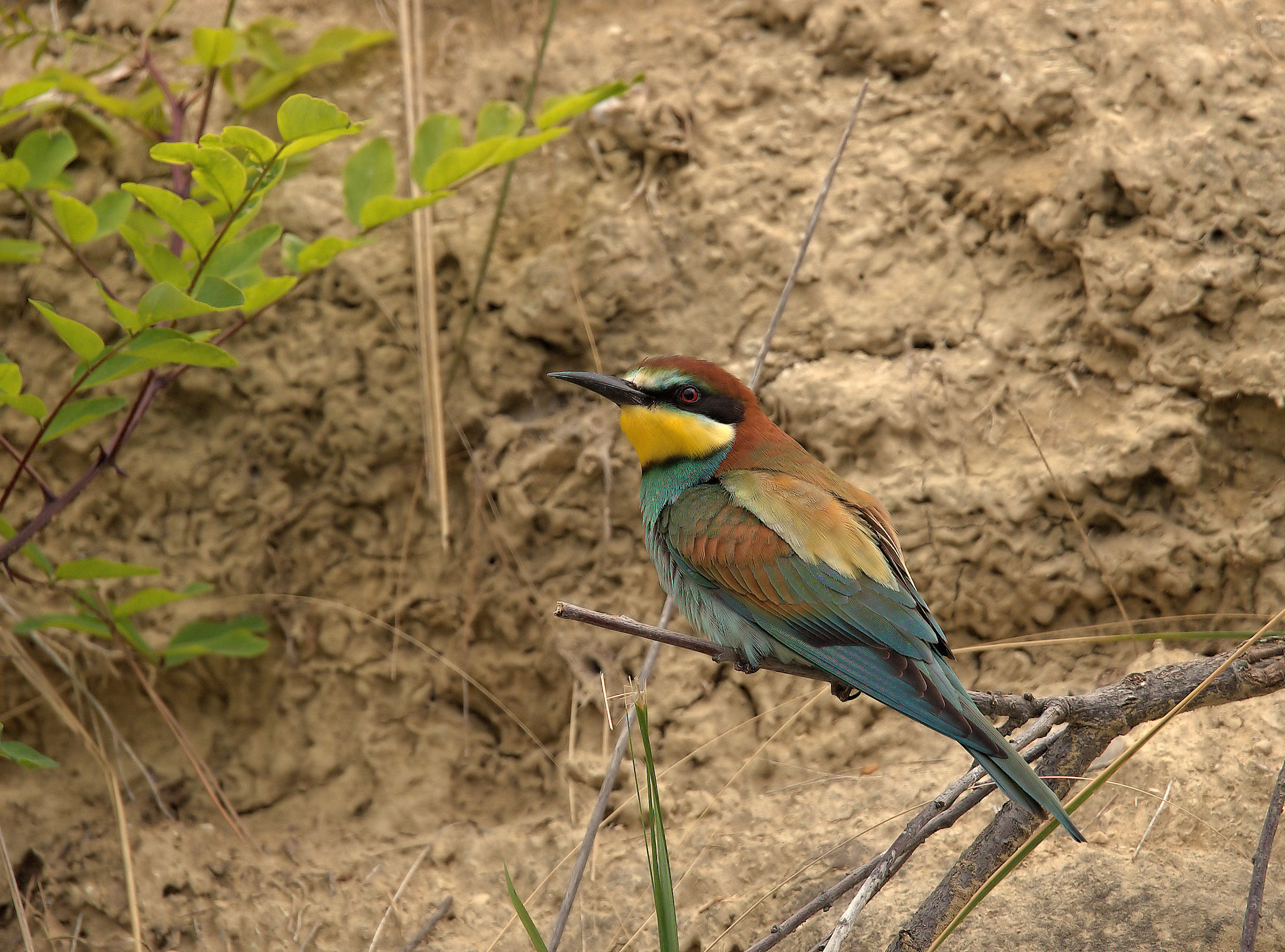 Bee-eater