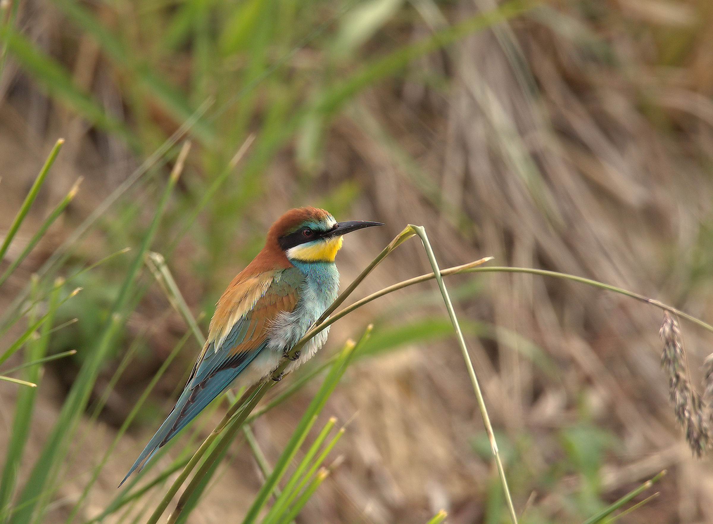 Bee-eater