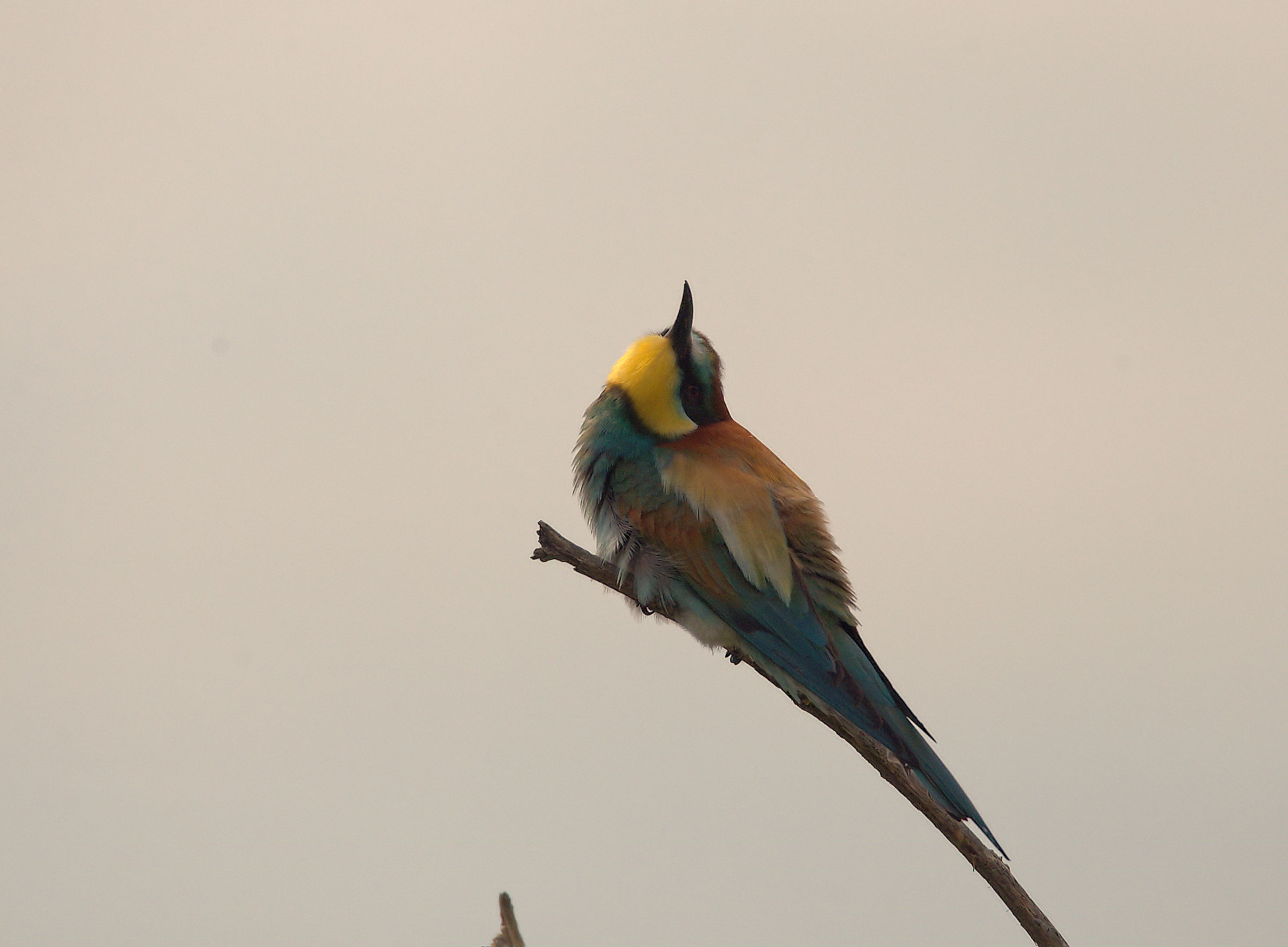 Bee-eater