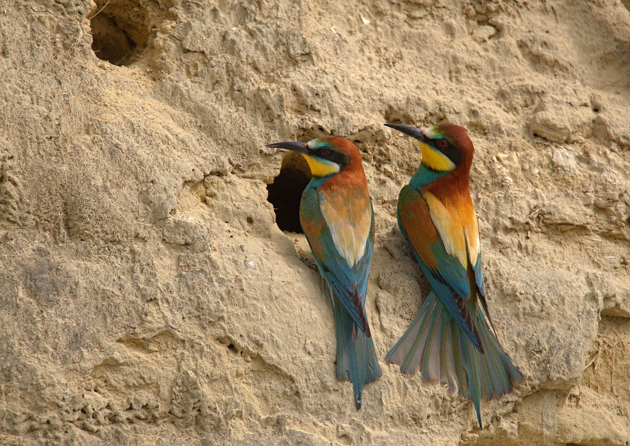Bee-eater