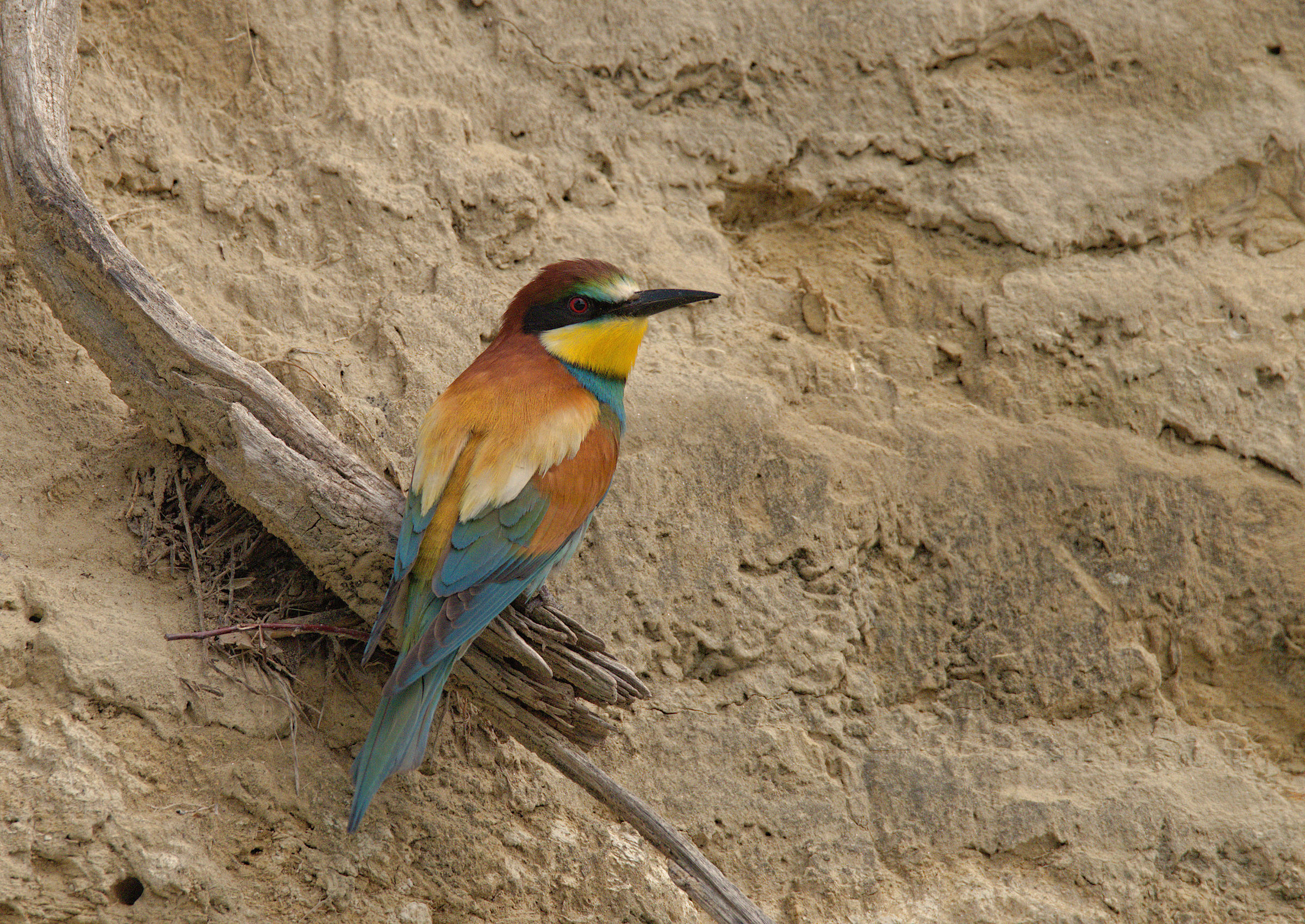 Bee-eater